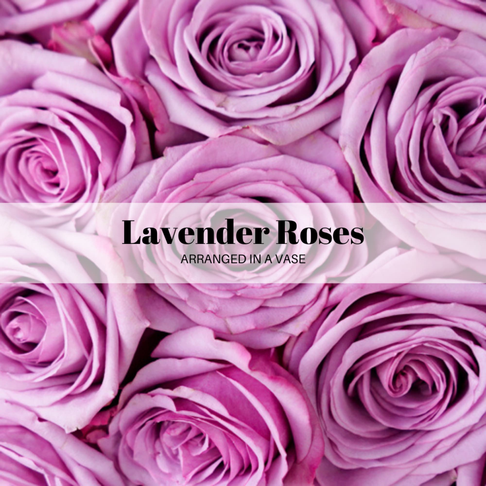 Close-up of lavender roses with text overlay