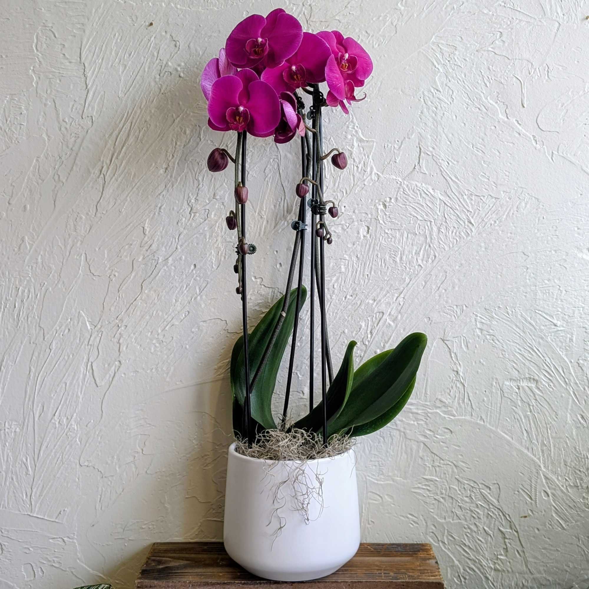 Make a statement with our elegant Double Cascading Orchid, featuring two breathtaking
