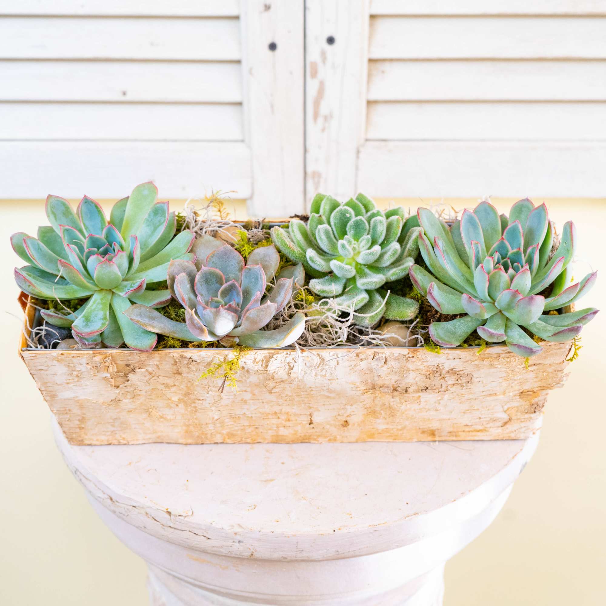 Succulent arrangement in a rustic wooden planter on a white pedestal