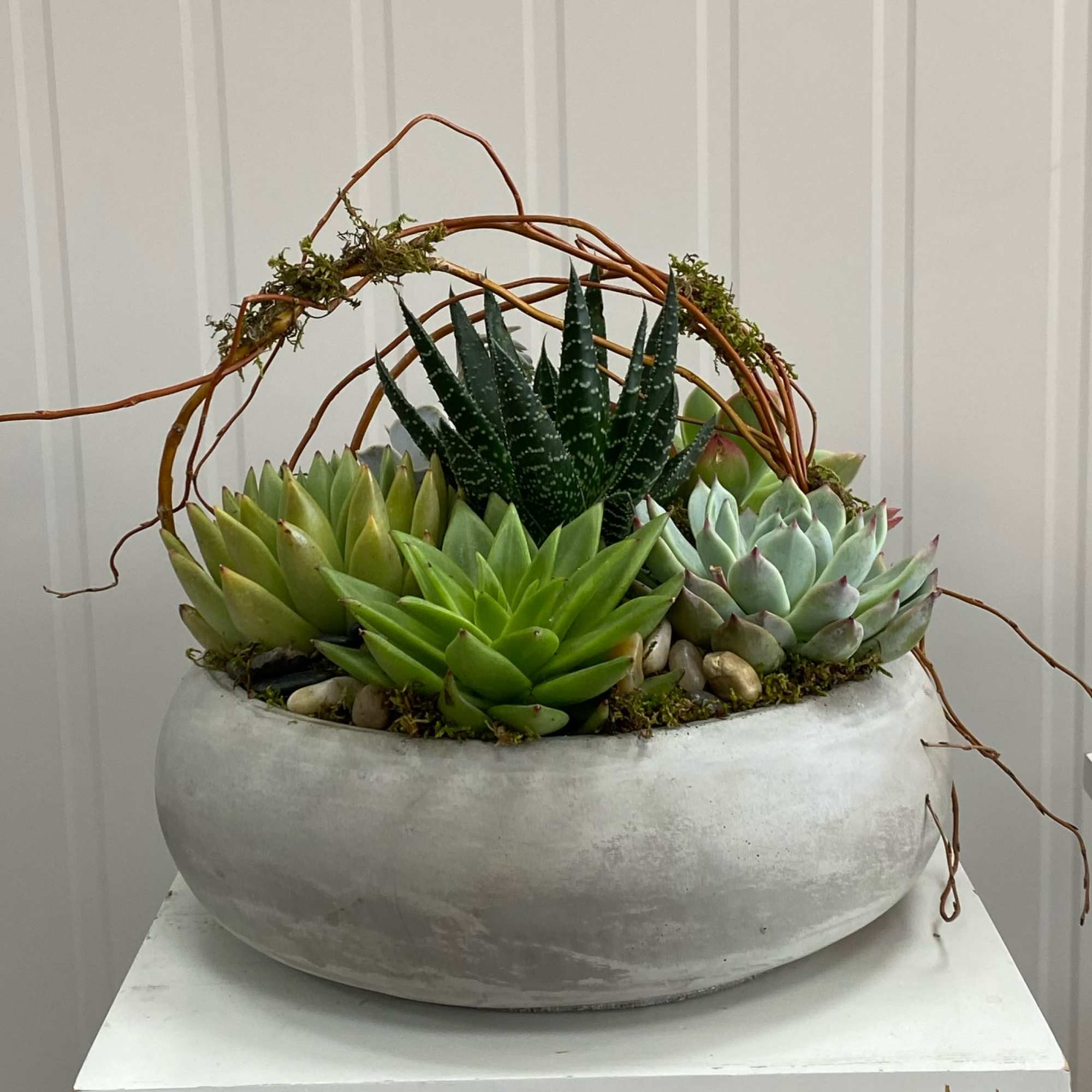 6 Succulents in a Concrete Dish Container