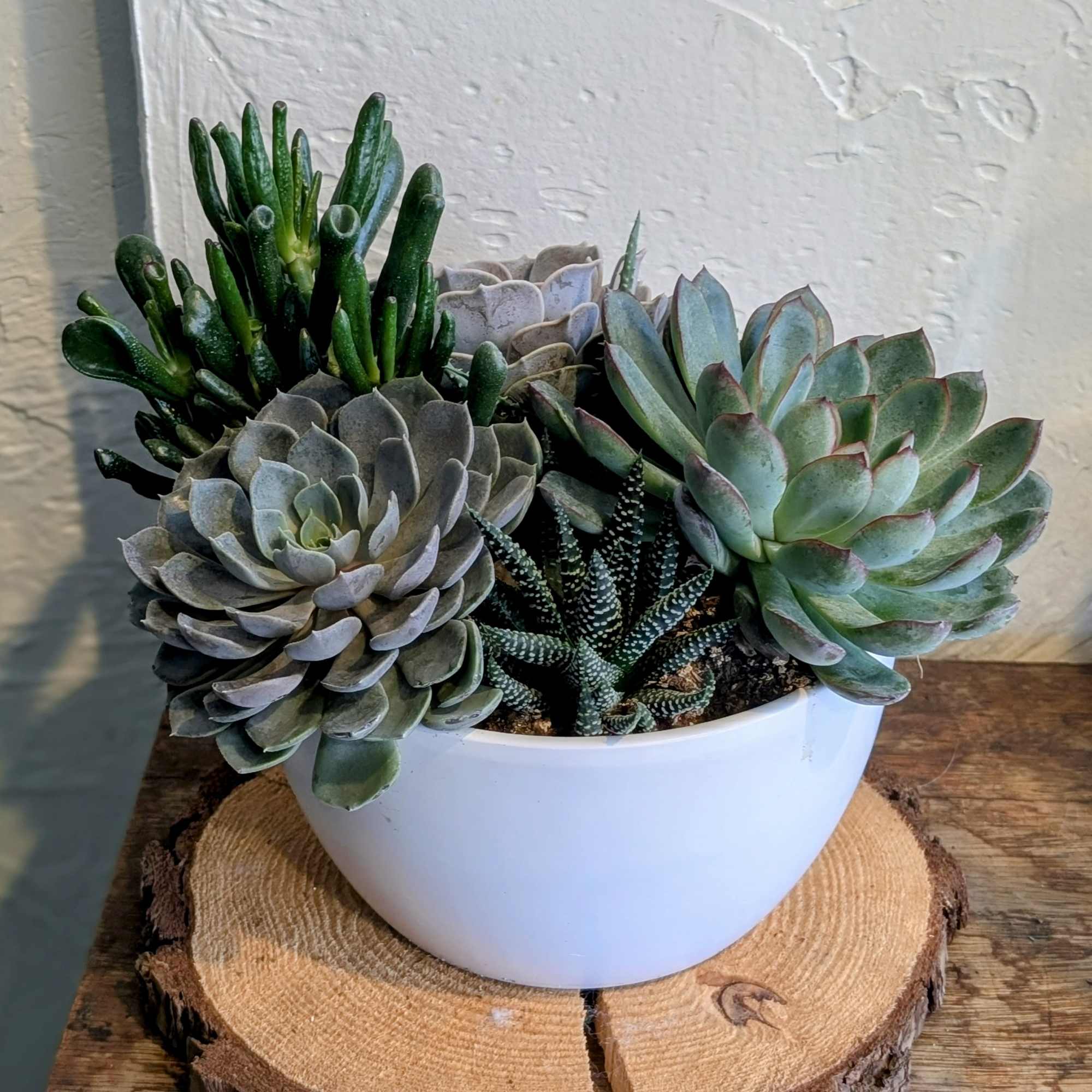 Bring a touch of nature into your home with our Succulent Garden.