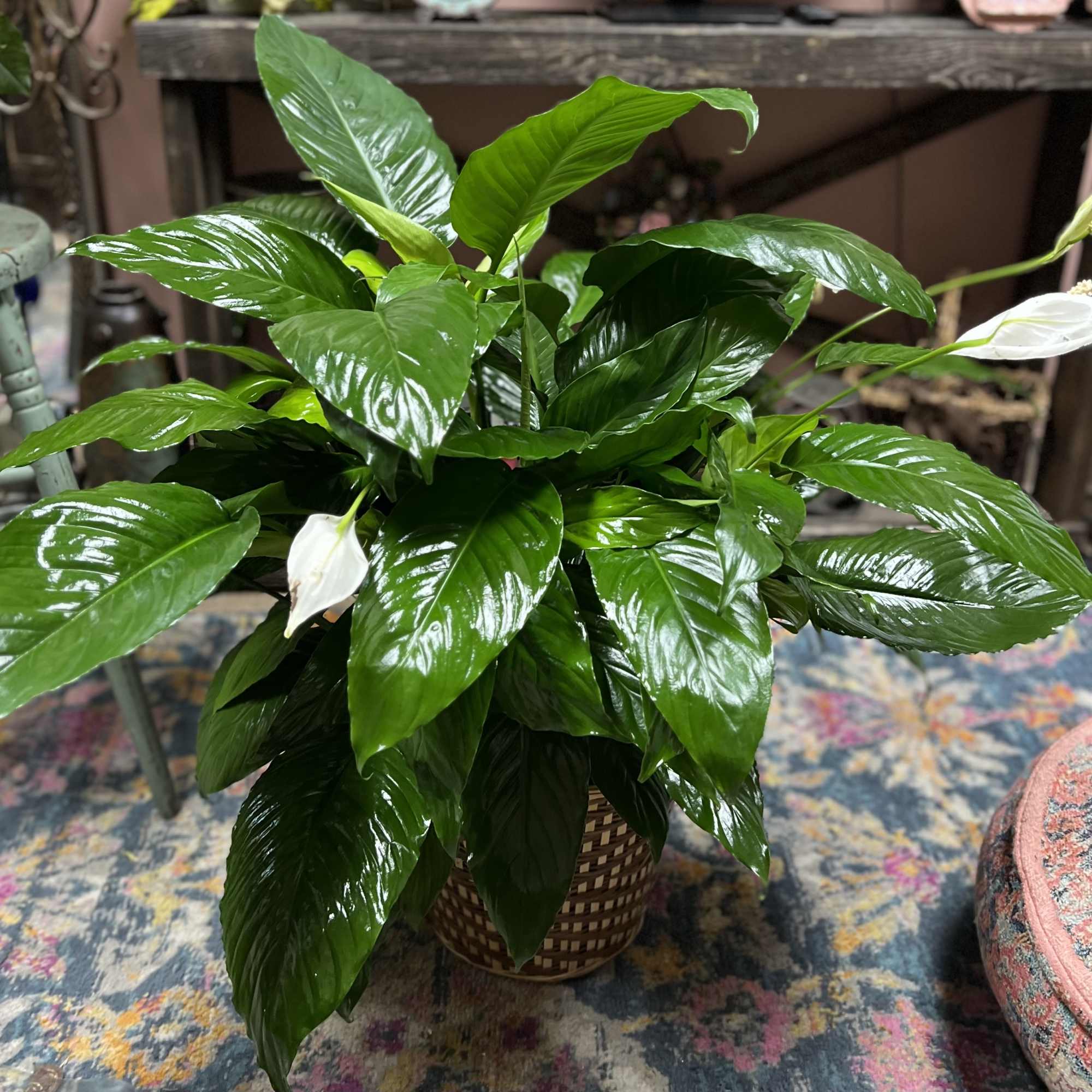Potted peace lily with glossy green leaves and white blooms in a woven basket