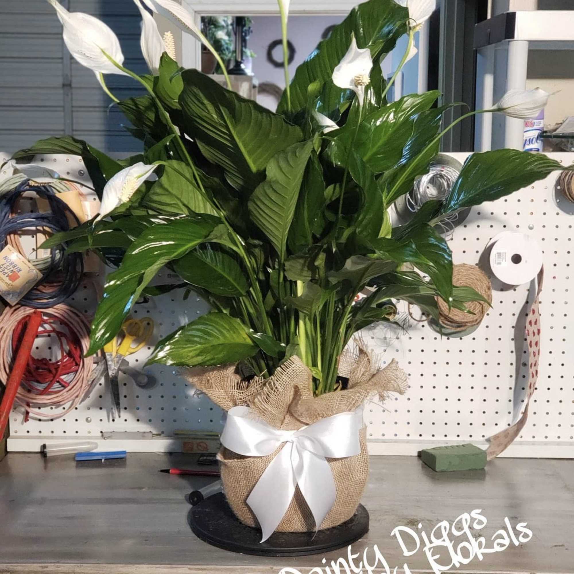 Potted peace lily arrangement with white blooms and a burlap bow