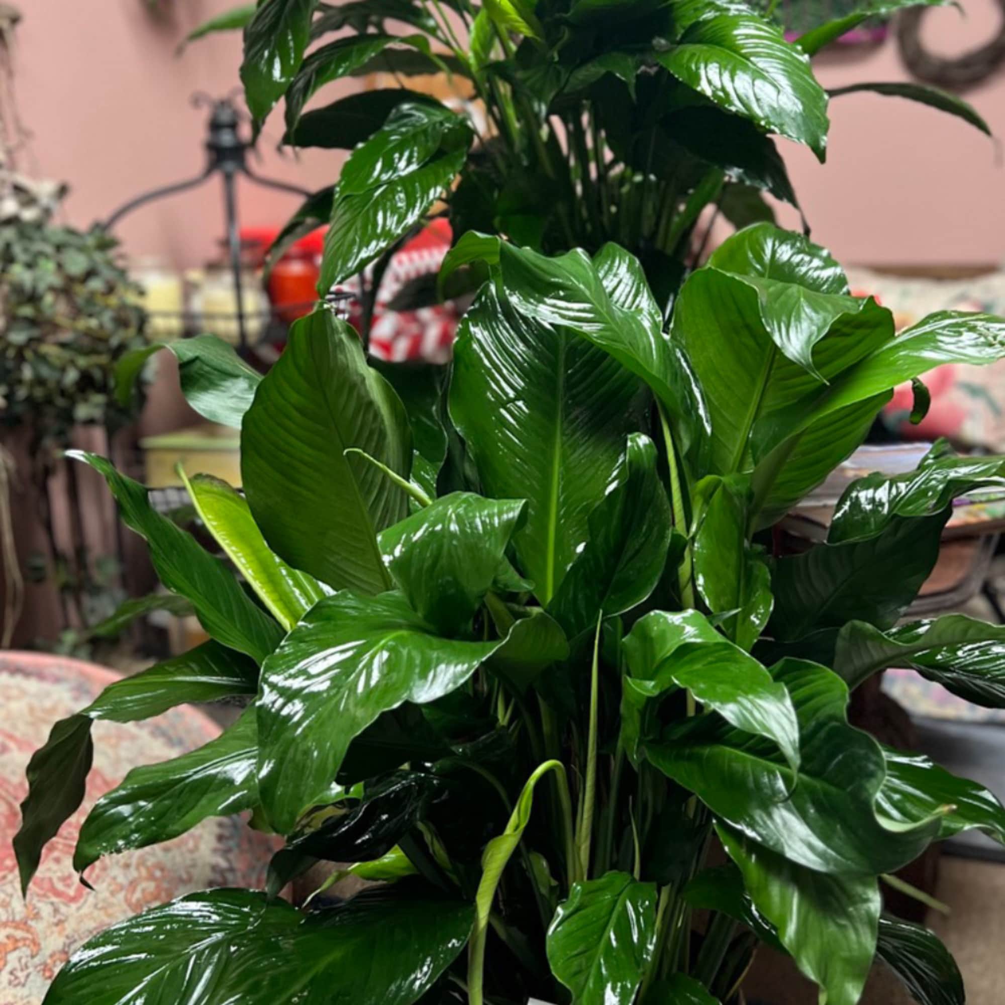 Large leafy green potted plant in a wicker basket with a white bow