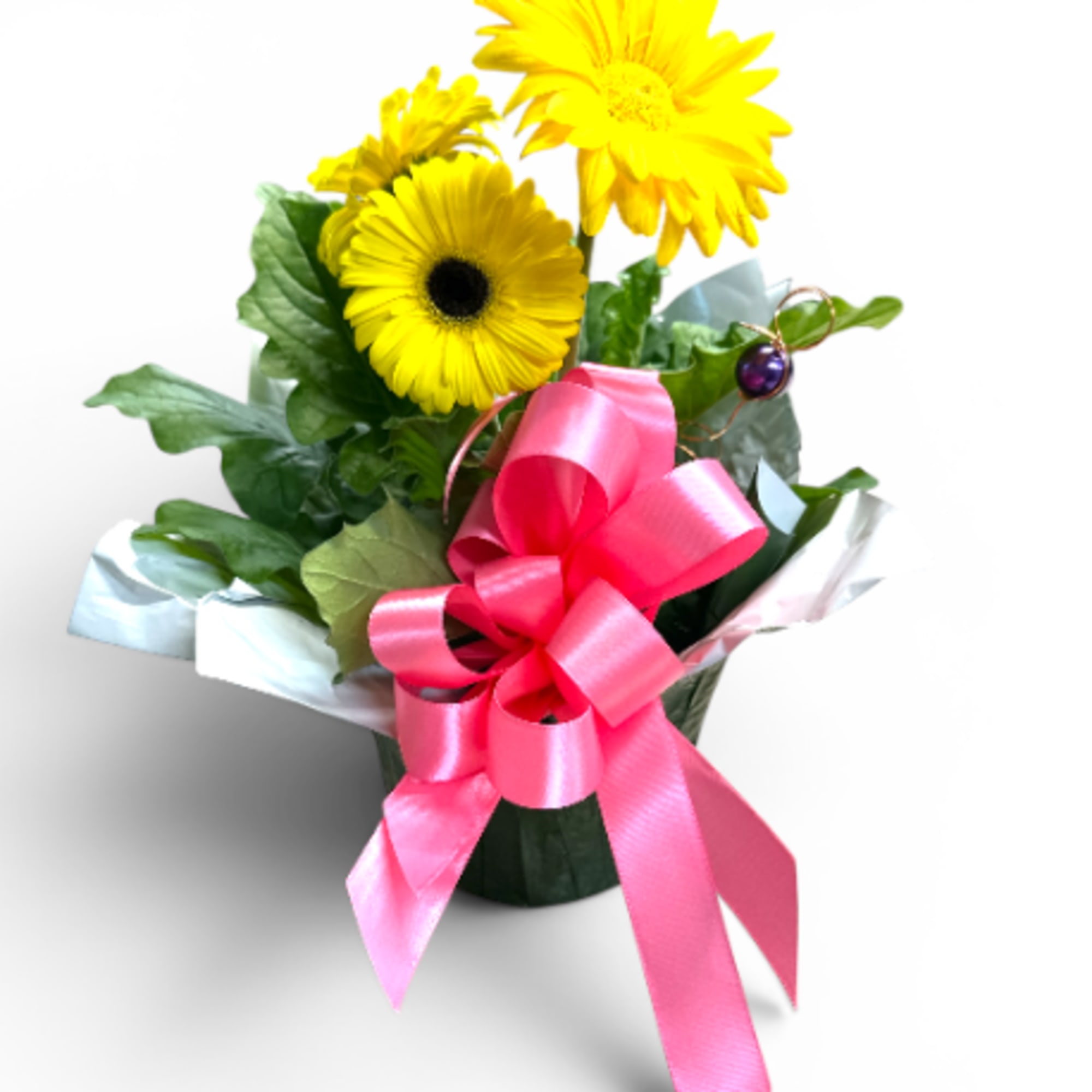 Brighten any space with BloomBeam Beauty, a fresh, growing Gerbera daisy plant
