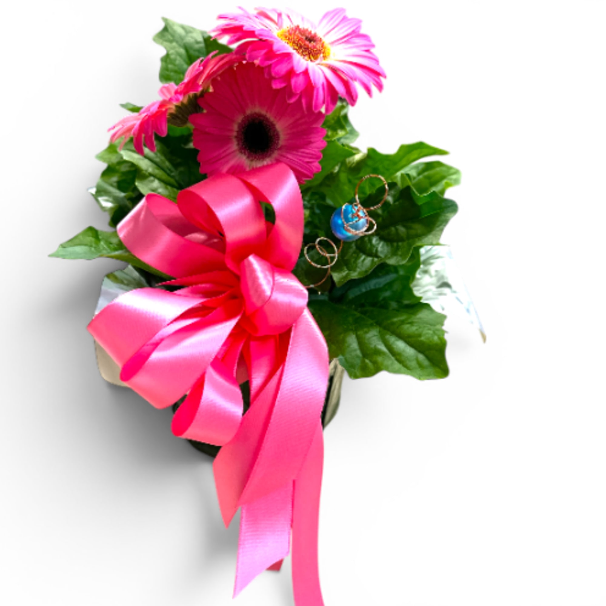 Brighten any space with BloomBeam Beauty, a fresh, growing Gerbera daisy plant