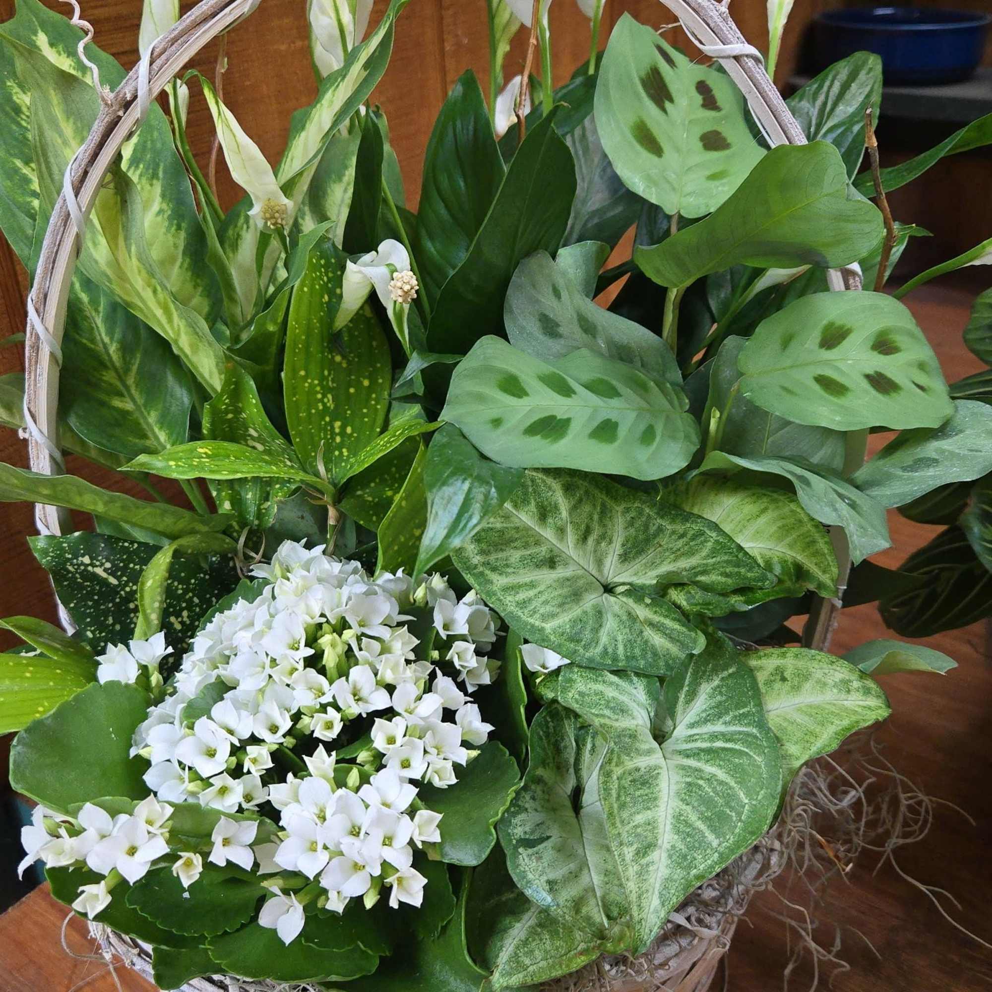 A beautiful, living arrangement featuring a mix of vibrant green houseplants artfully