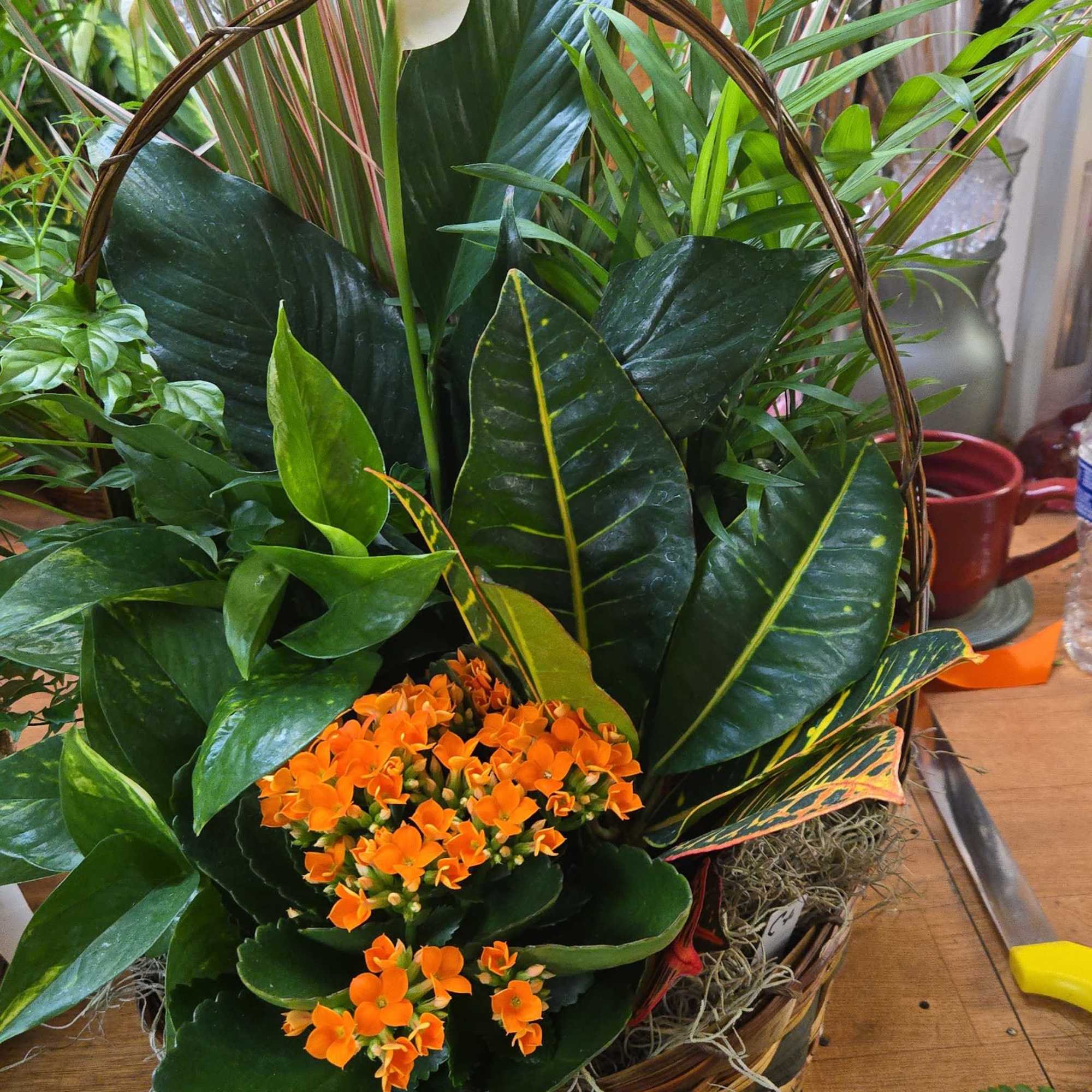 A beautiful, living arrangement featuring a mix of vibrant green houseplants artfully