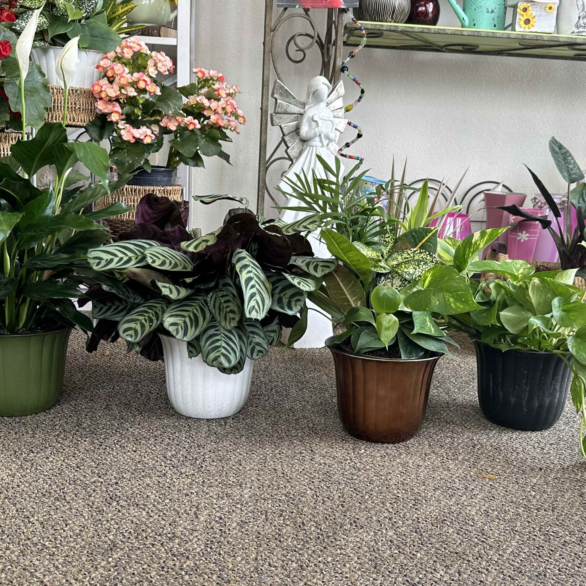 Assorted potted houseplants arranged on the floor