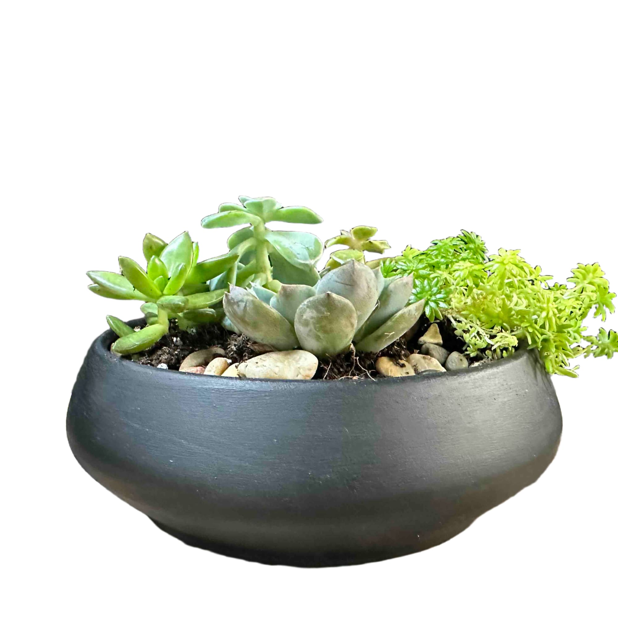 Variety of succulents in a ceramic container