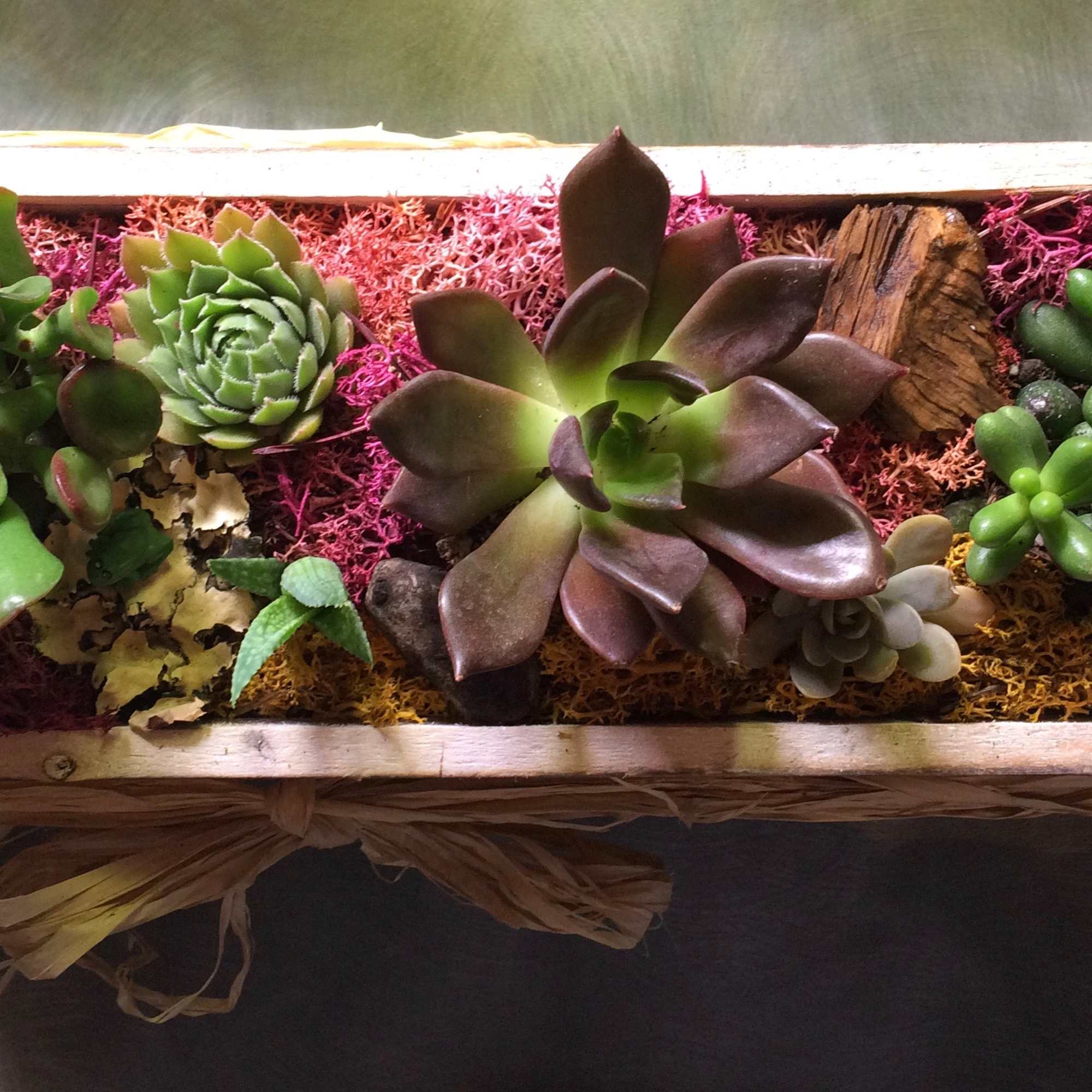 Rectangular planter with assorted succulents and moss