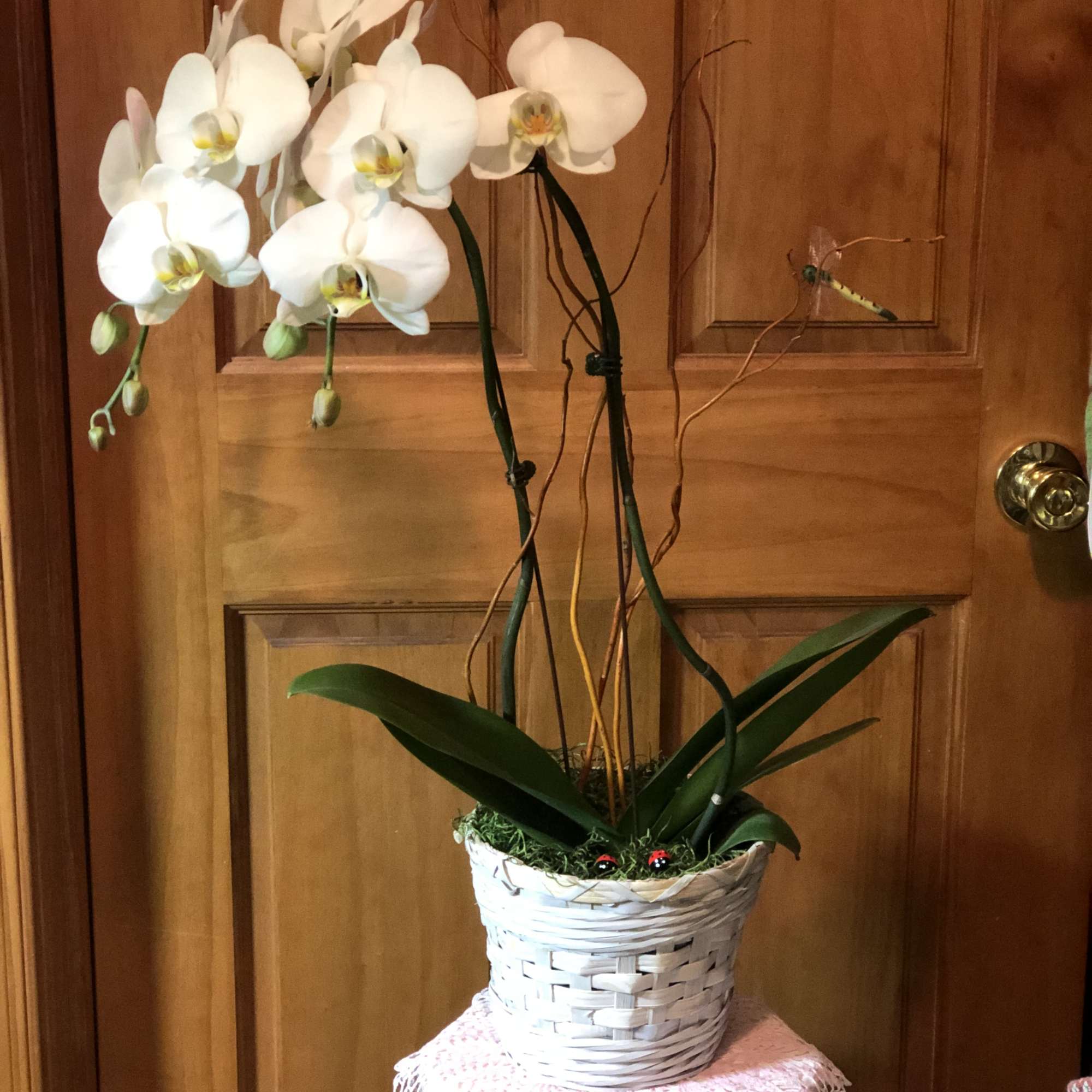 White orchid plant in a woven basket on a small stand