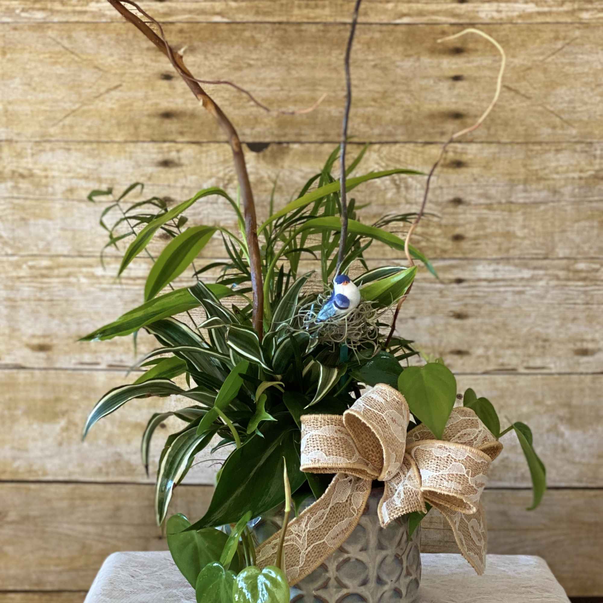 Potted green plant arrangement in a decorative ceramic container with a lace bow