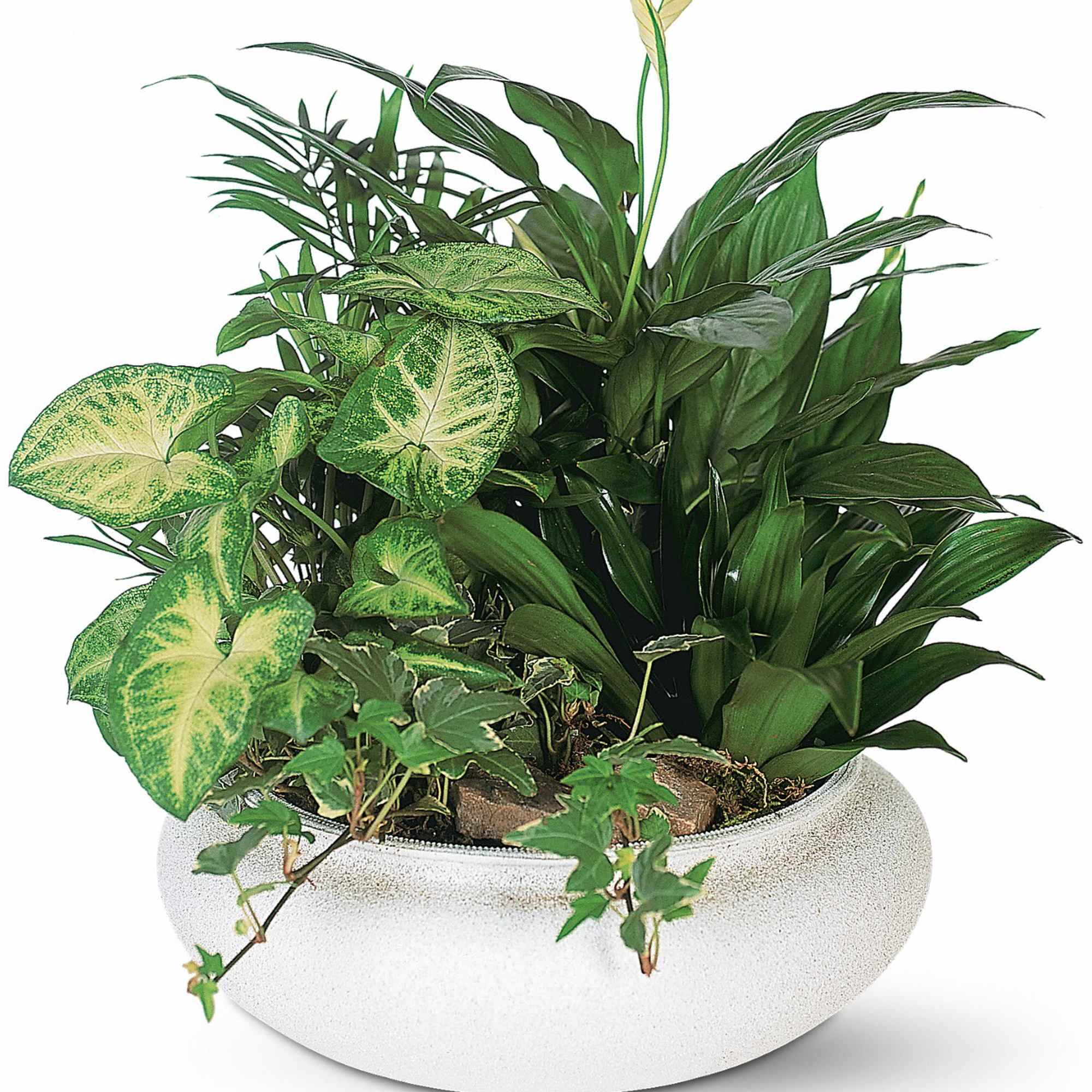 Mixed green houseplants in a white bowl planter