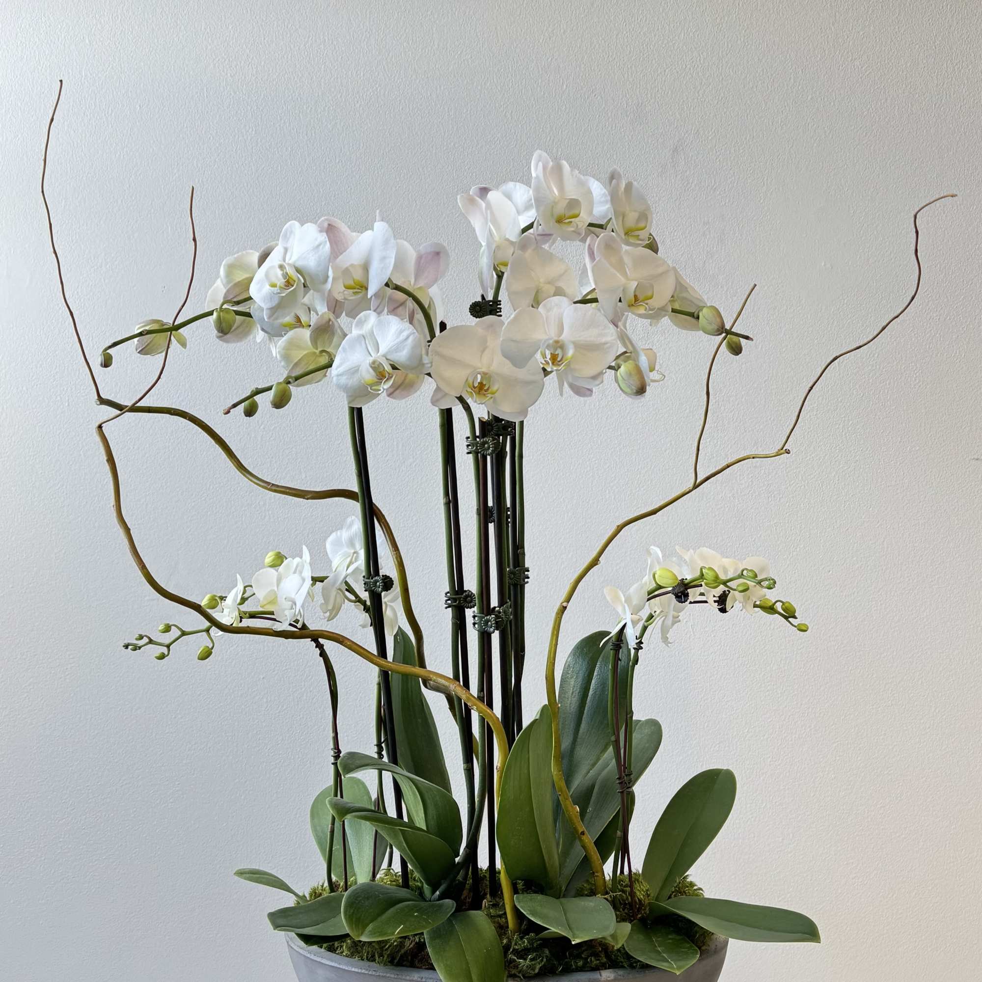 White orchids arranged in a shallow gray bowl with arching stems