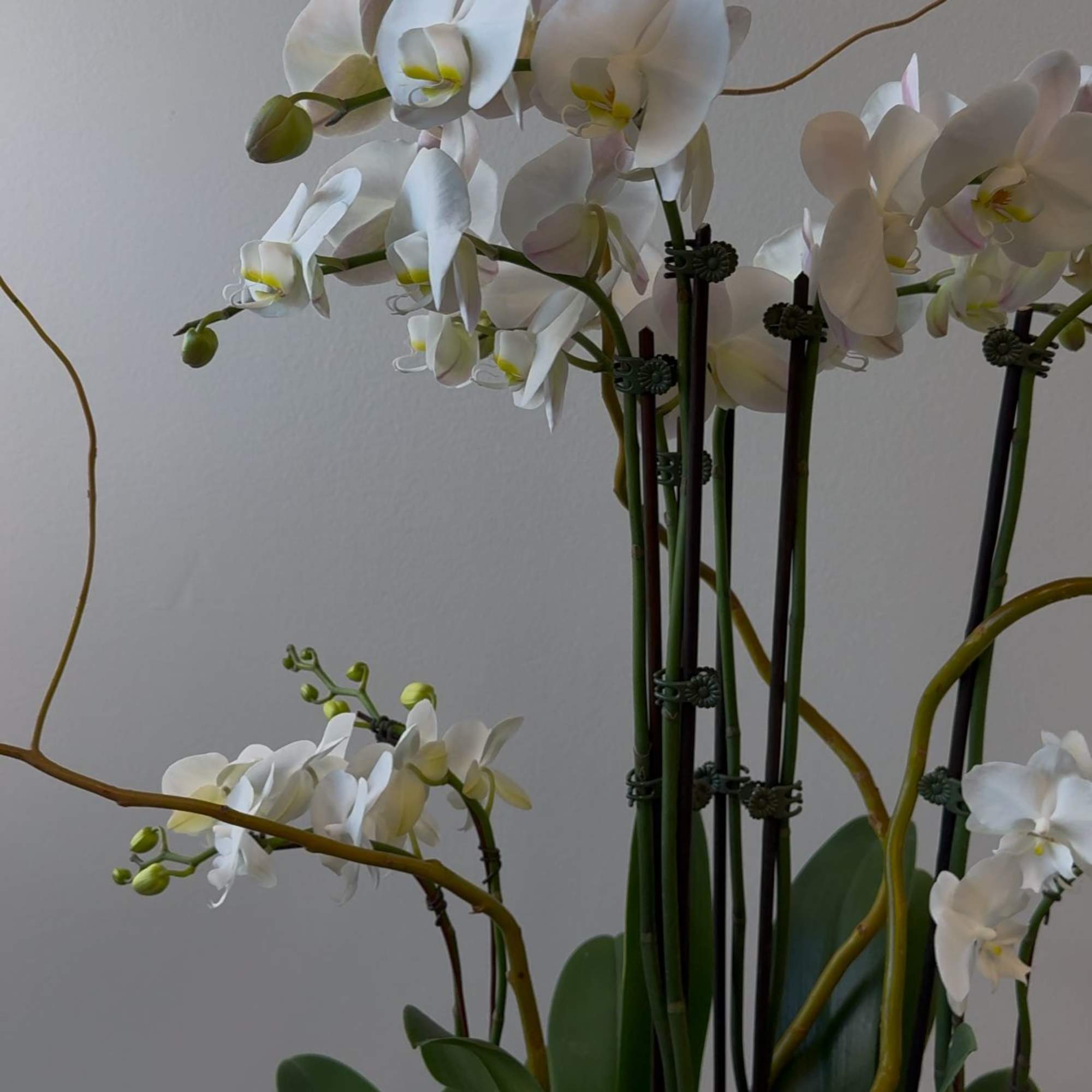 White orchid stems in a vase with broad green leaves