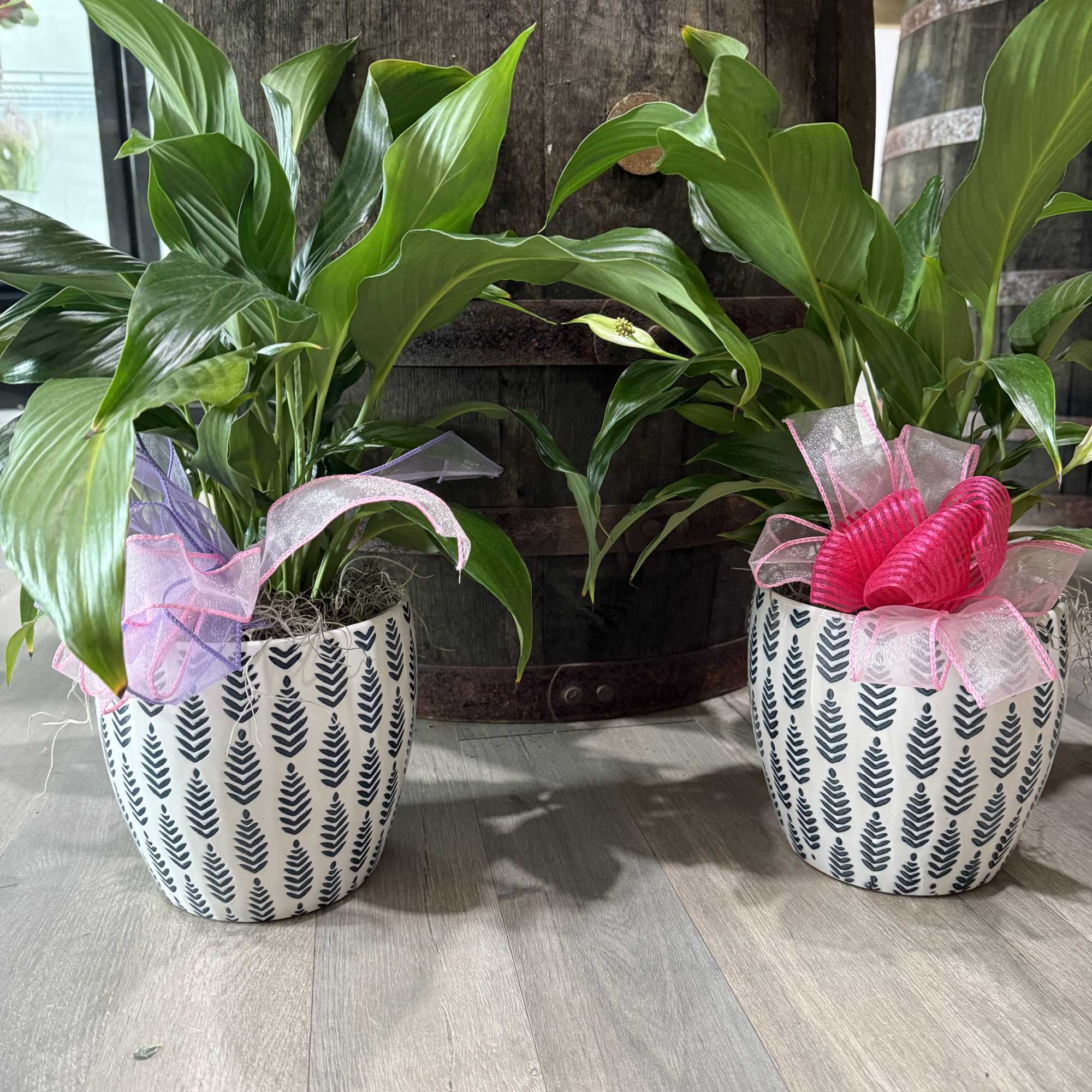 A compact, glossy green potted plant in a patterned white ceramic container