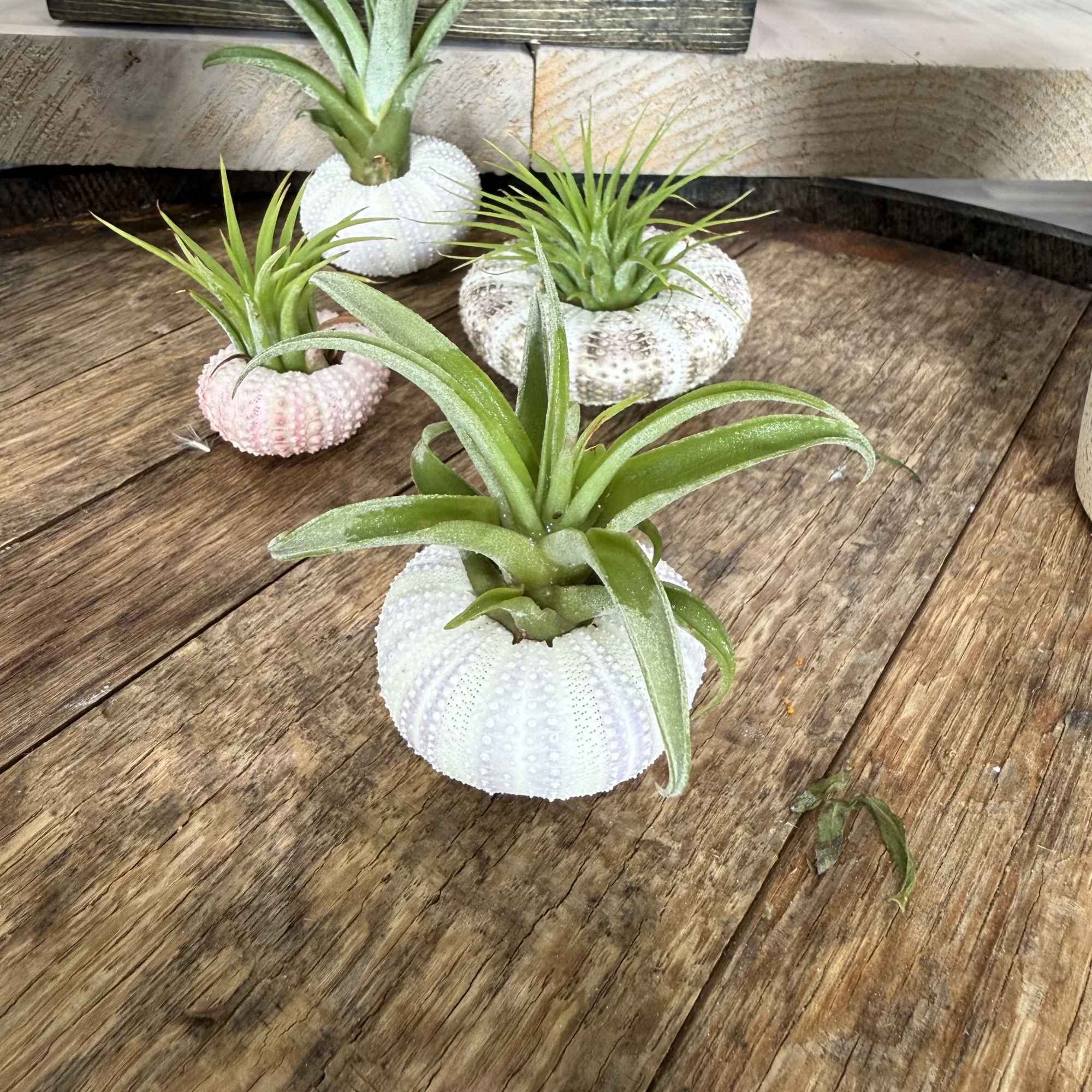 A compact coastal accent that whispers seaside calm - Floating Green Beauty
