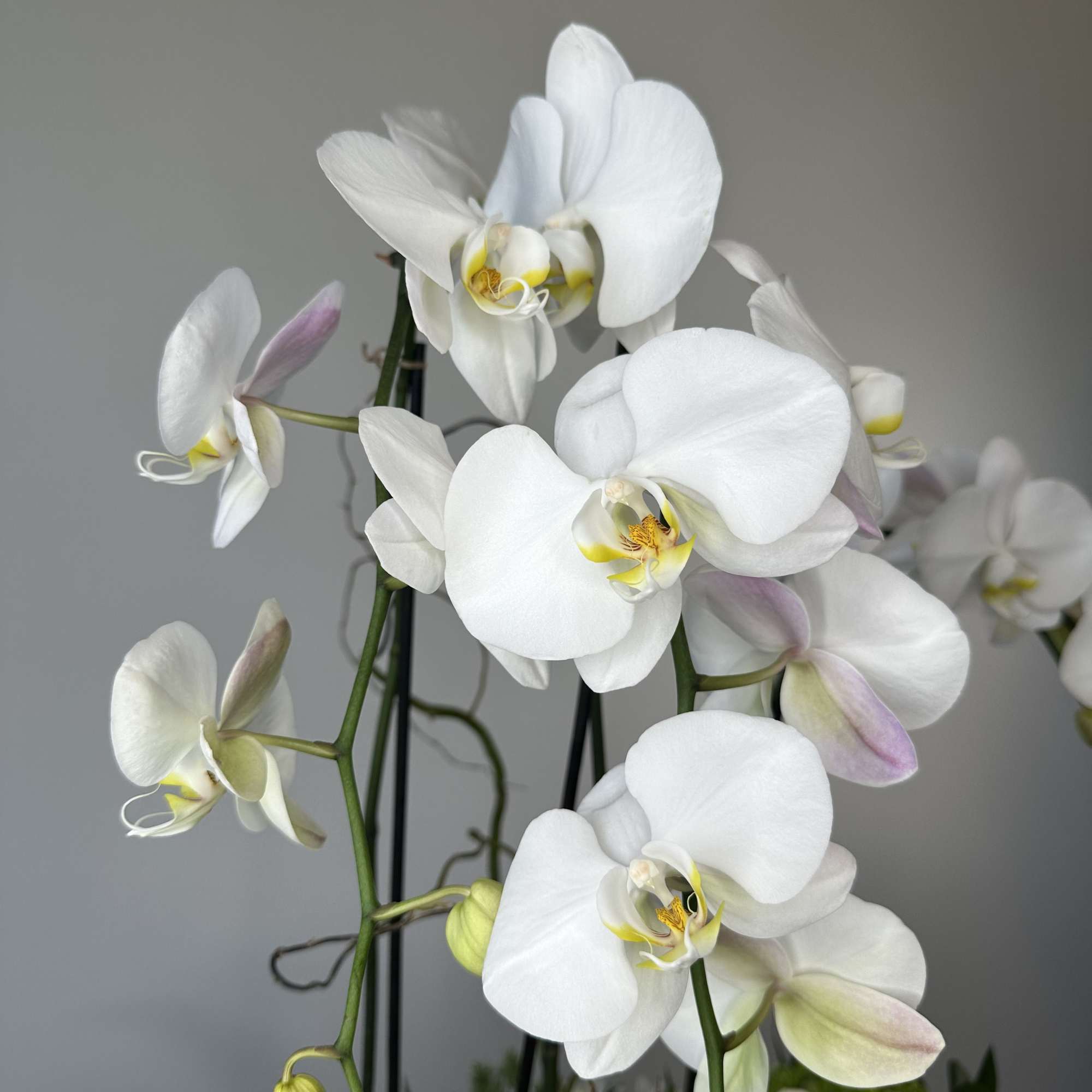 Escape into serene elegance with the Orchid Paradise flower arrangement, a luxurious