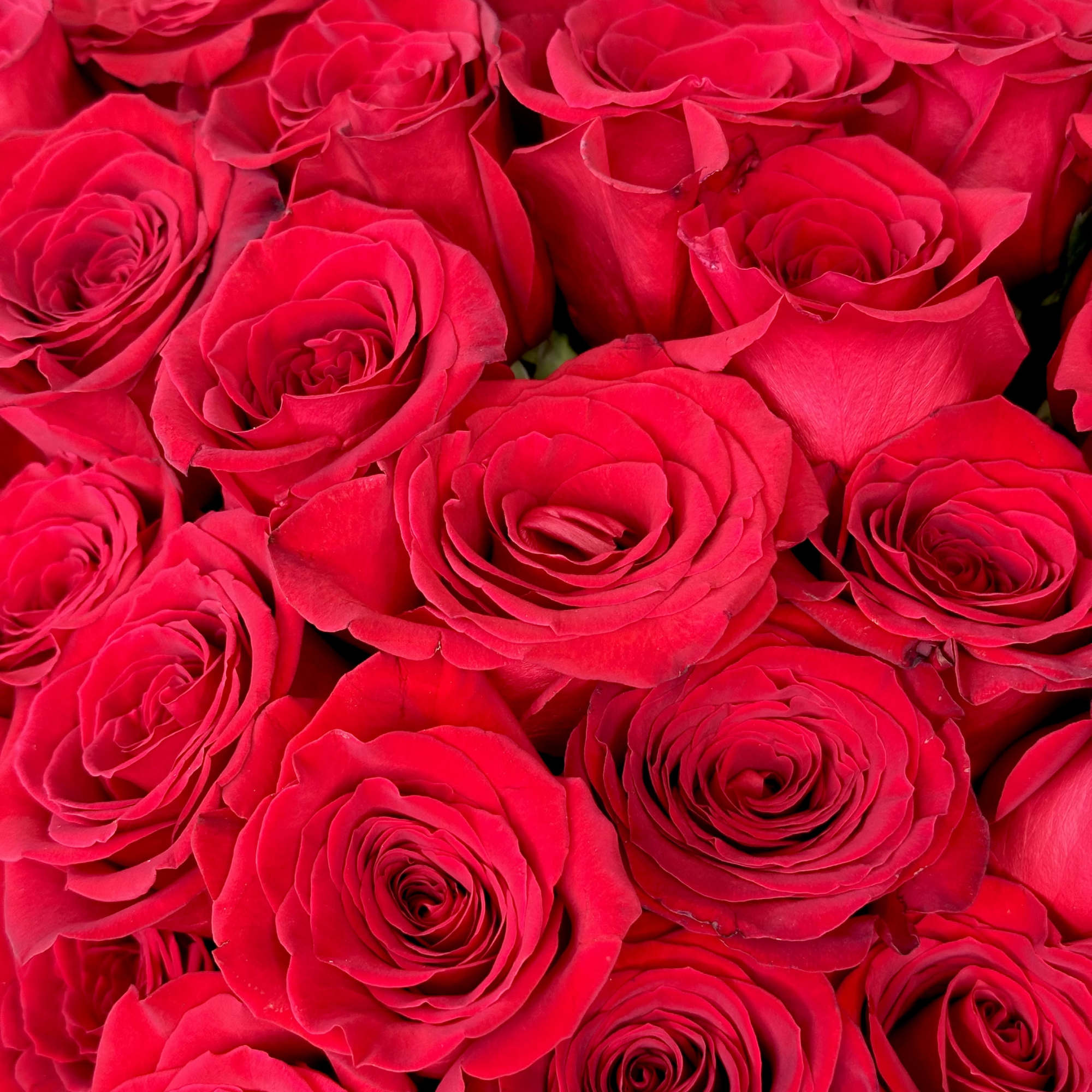 Indulge in timeless romance with our Red Roses - Majestic Love arrangement