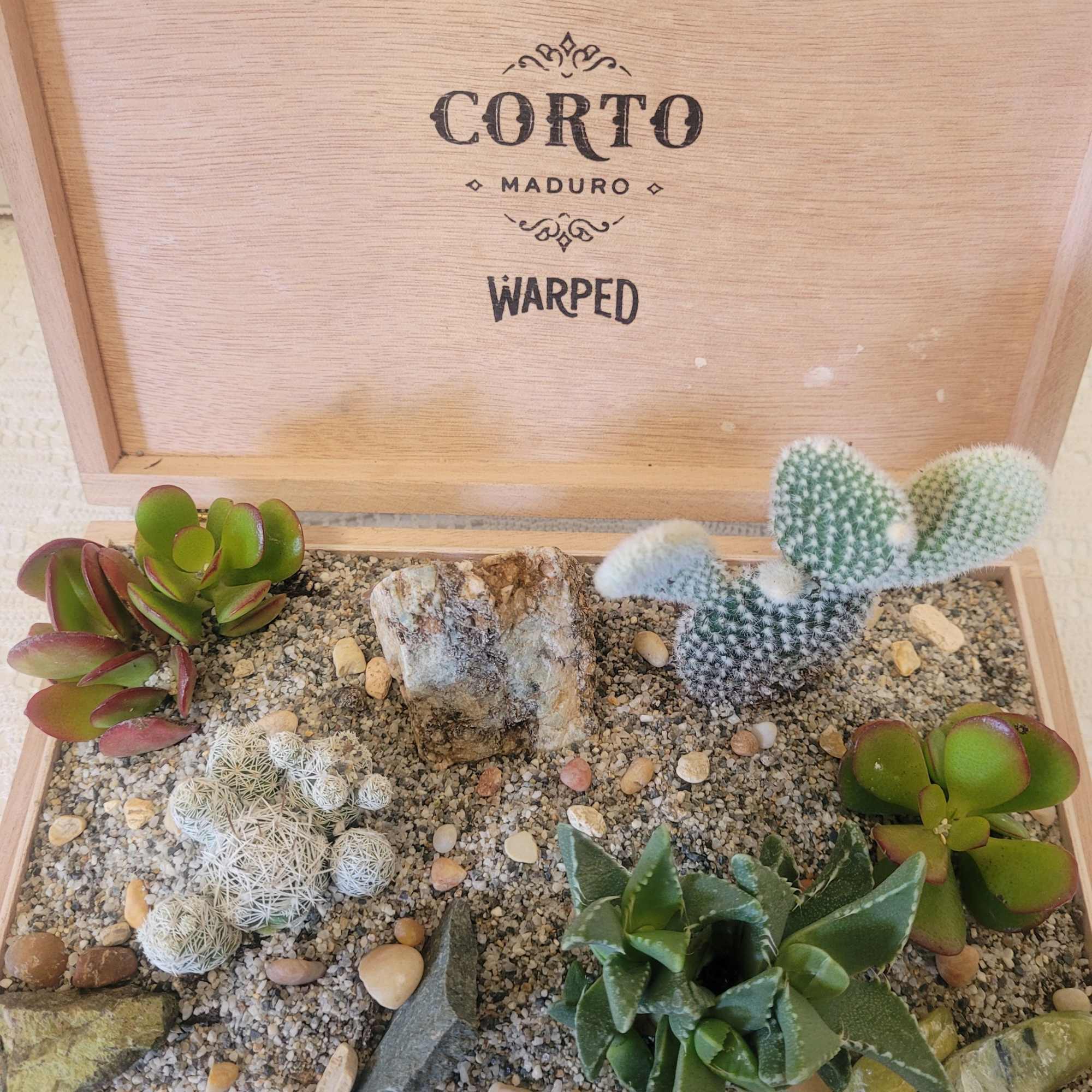 It is time for our annual cigar boxes planted with cactus and
