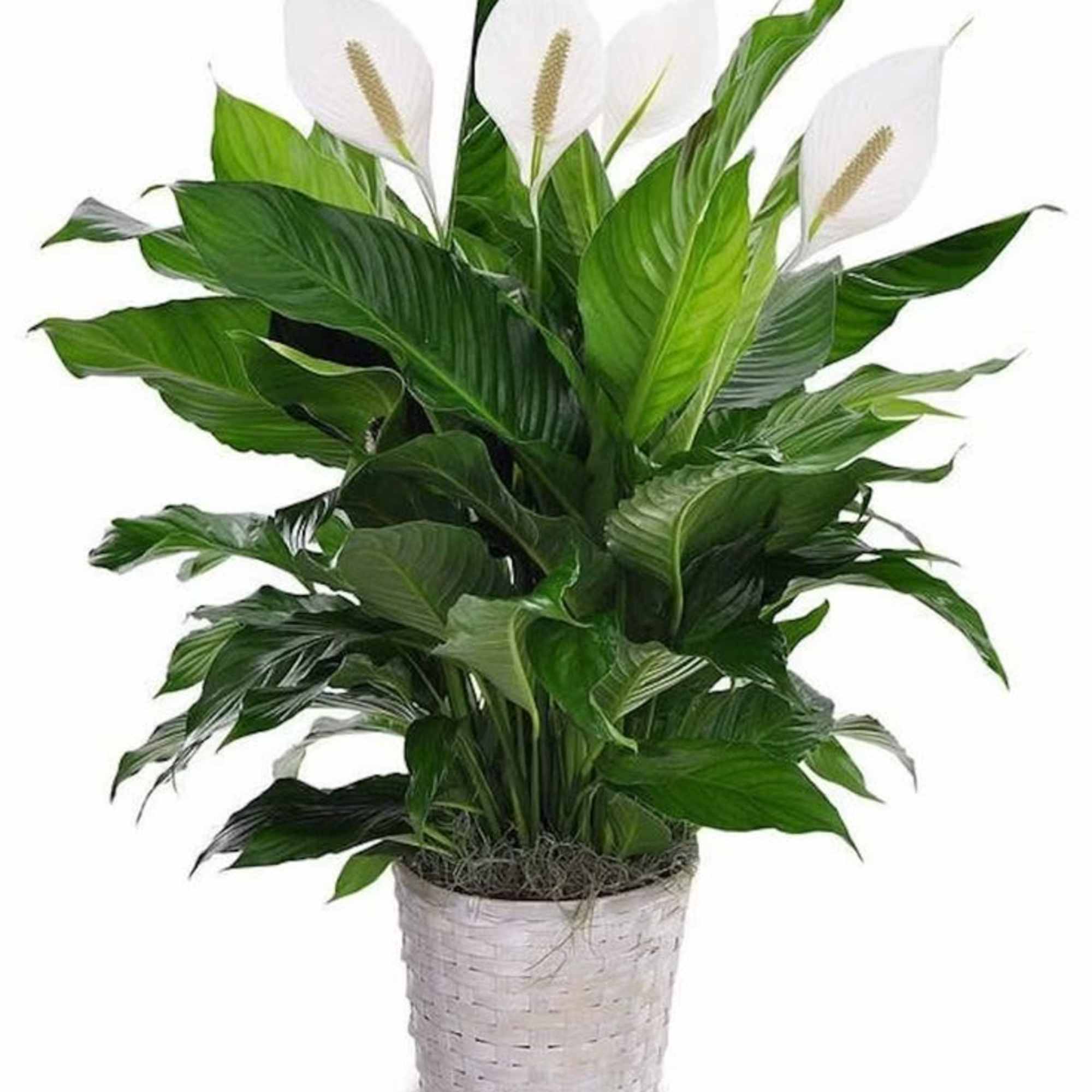 Potted peace lily plant with white blooms in a woven basket