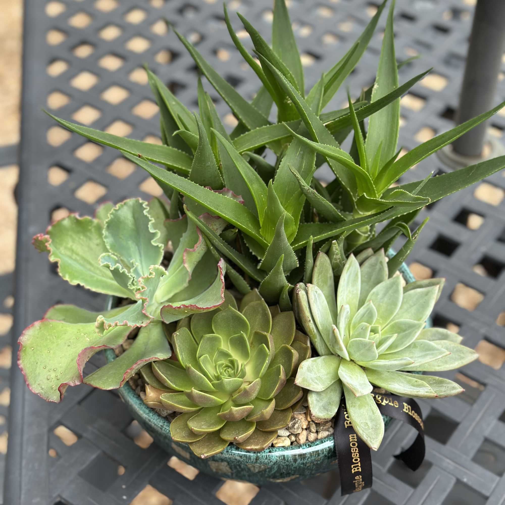 For the plant lover who values simplicity. This 10-inch low bowl features