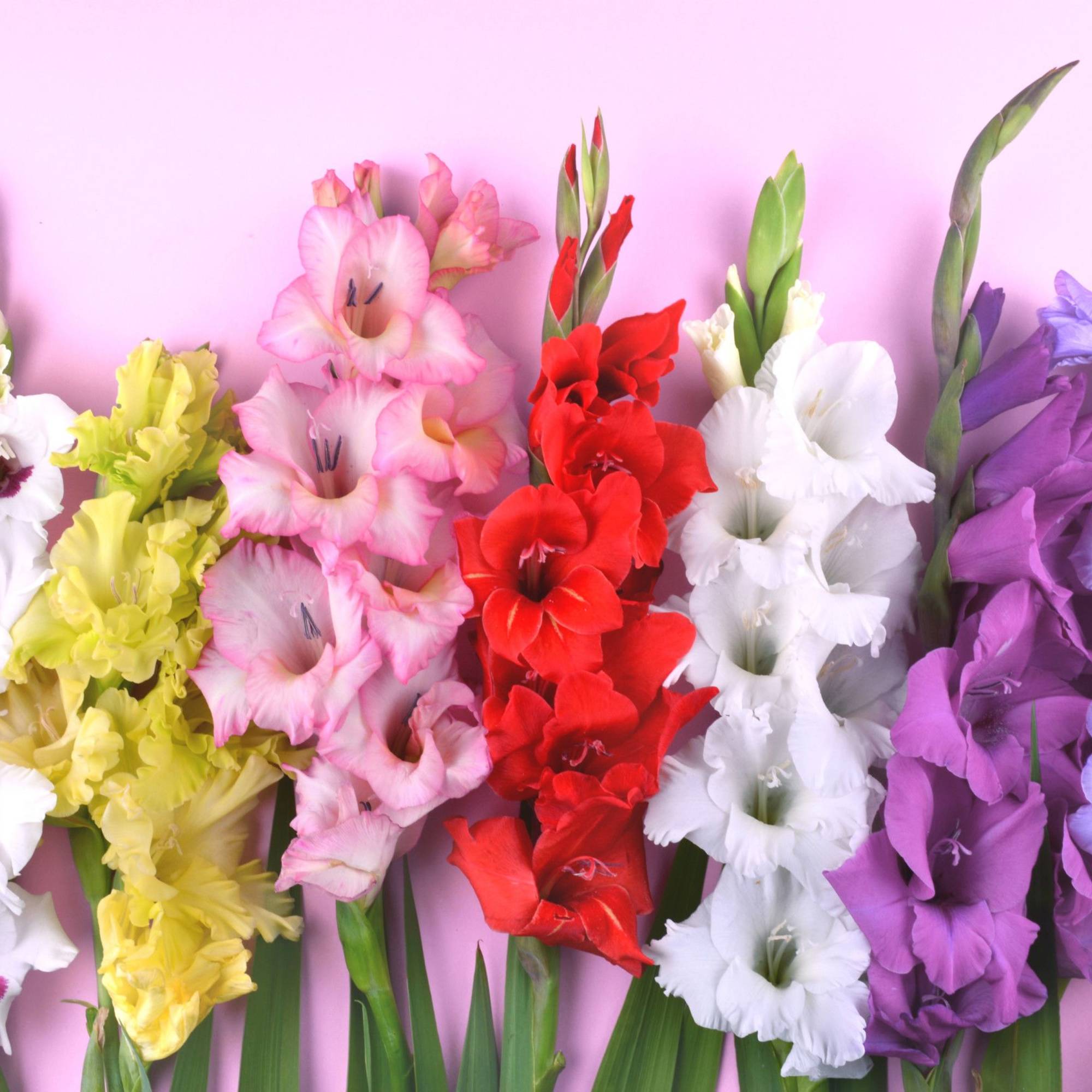 Assorted gladiolus flowers in orange, pink, red, white, and purple