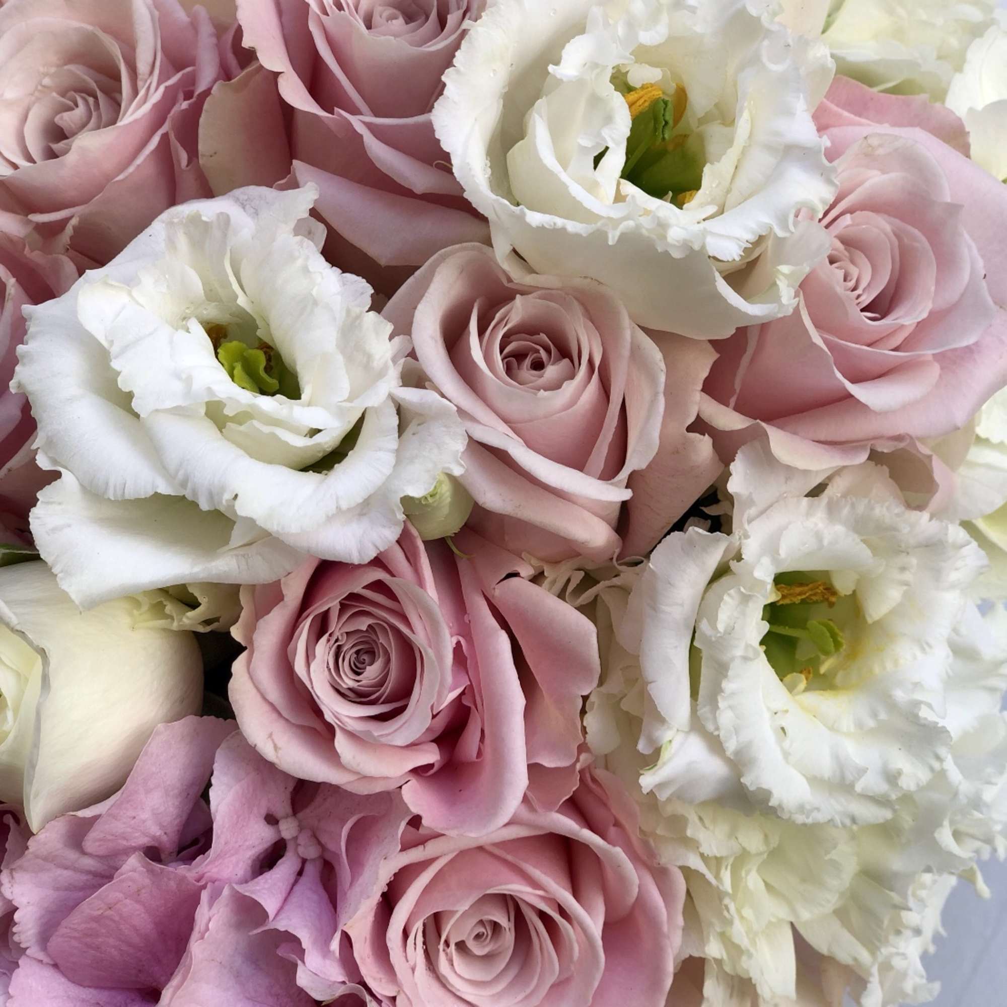 Tight arrangement of pale pink roses, white lisianthus, and soft pink hydrangea blooms