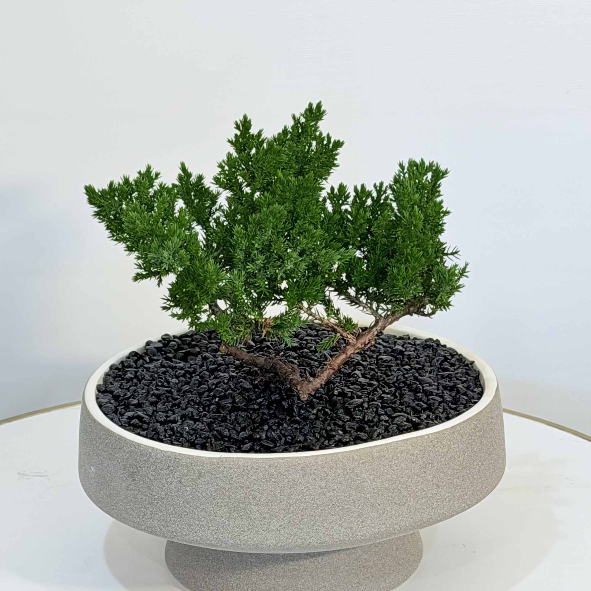 A beautifully sculpted bonsai designed to bring peace, balance, and modern elegance
