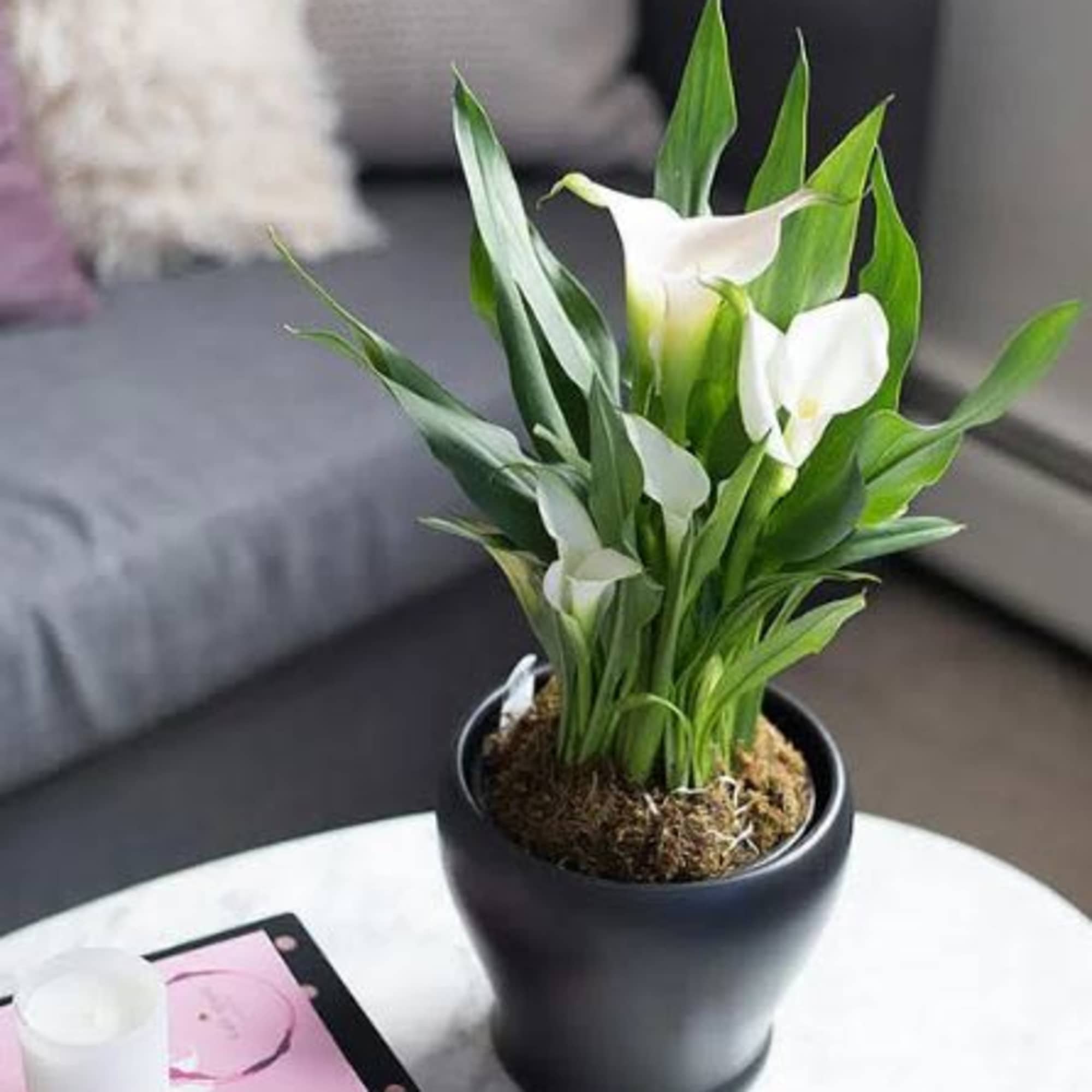  Pet Friendly?
No Calla lilies contain insoluble calcium oxalates which are toxic