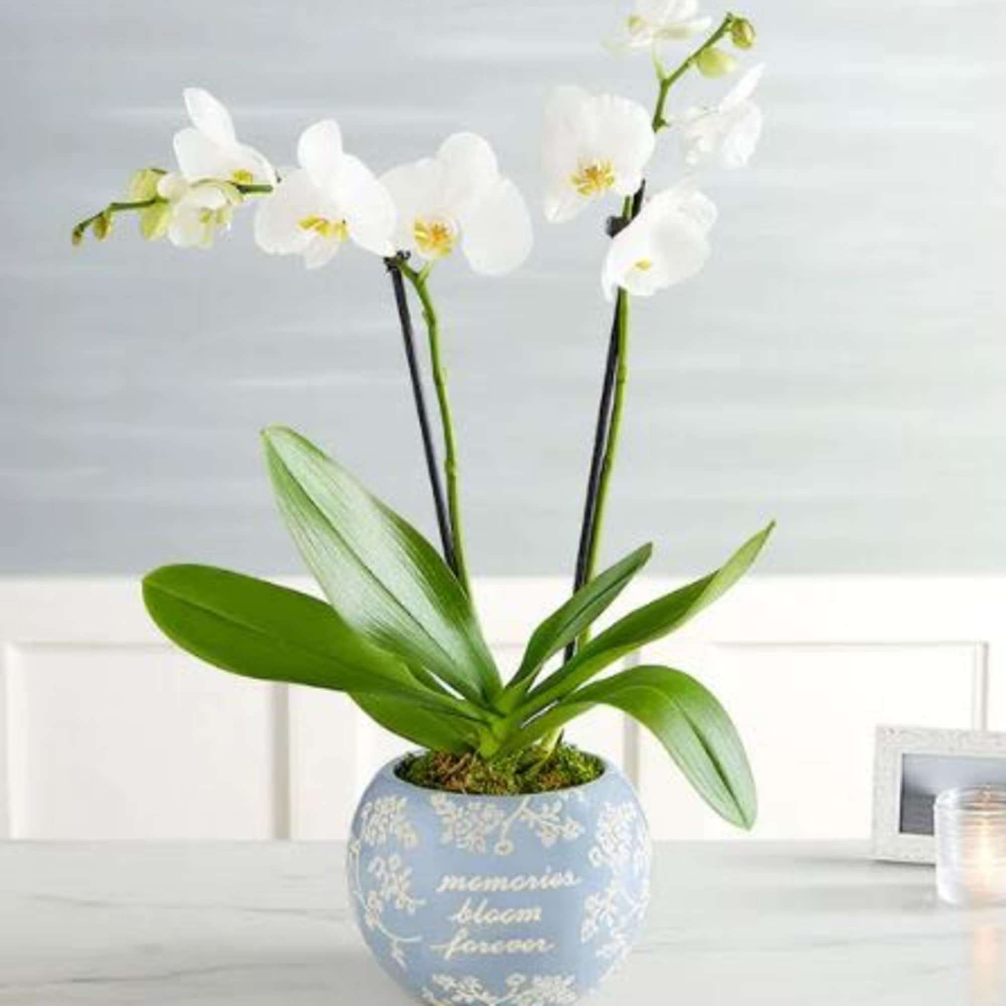 Pet Friendly?
Yes Phalaenopsis orchids are generally considered non-toxic to cats and dogs
