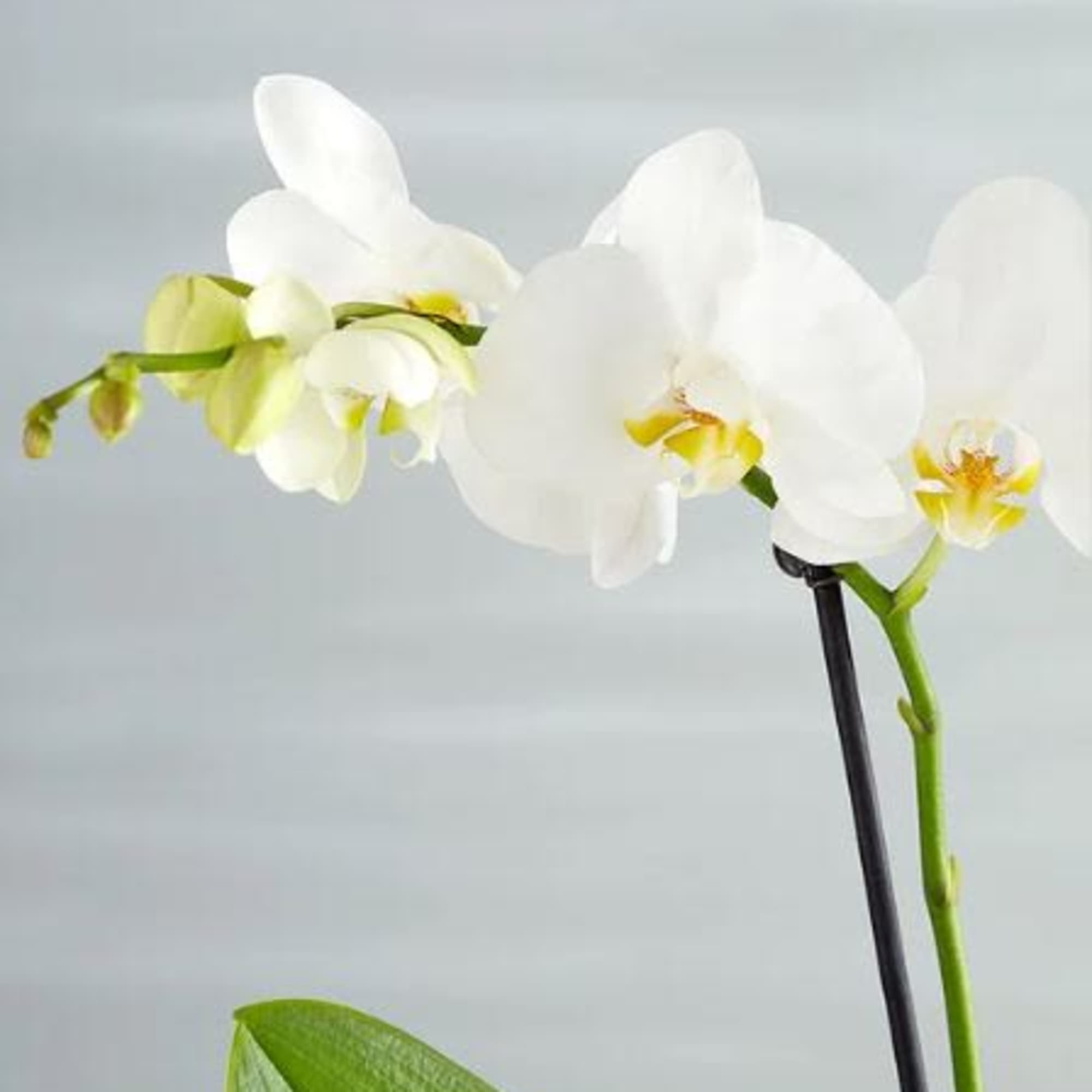 Pet Friendly?
Yes Phalaenopsis orchids are generally considered non-toxic to cats and dogs