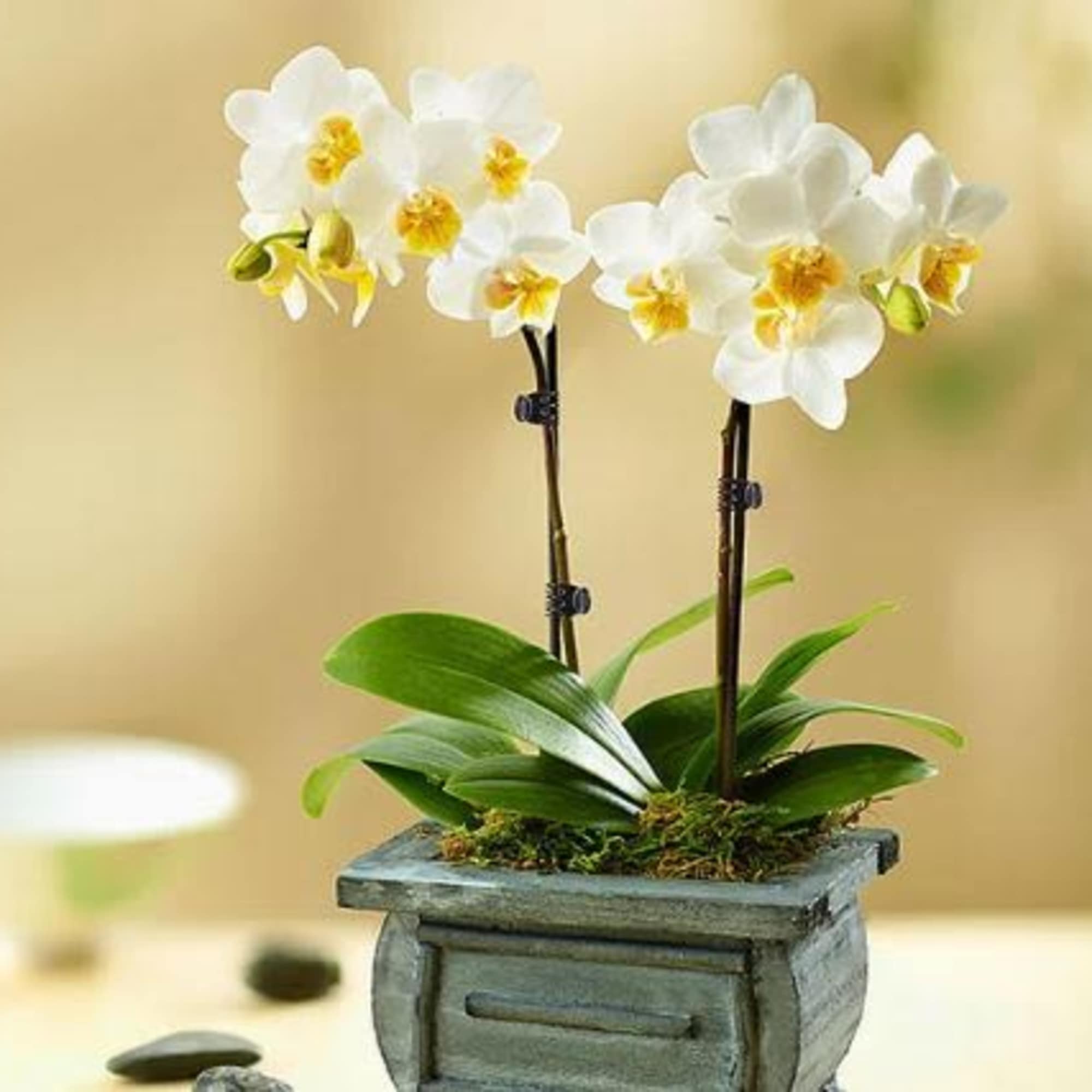 Pet Friendly?
Yes. Phalaenopsis Orchids are generally considered non-toxic to cats and dogs
