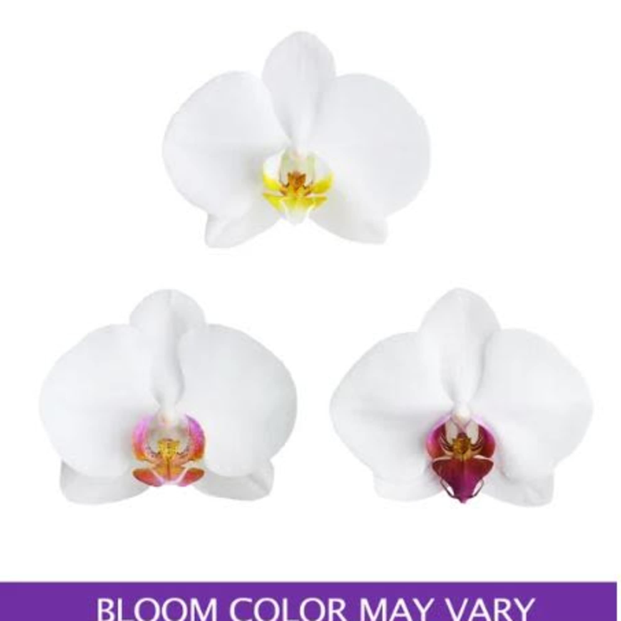 Pet Friendly?
Yes. Phalaenopsis Orchids are generally considered non-toxic to cats and dogs