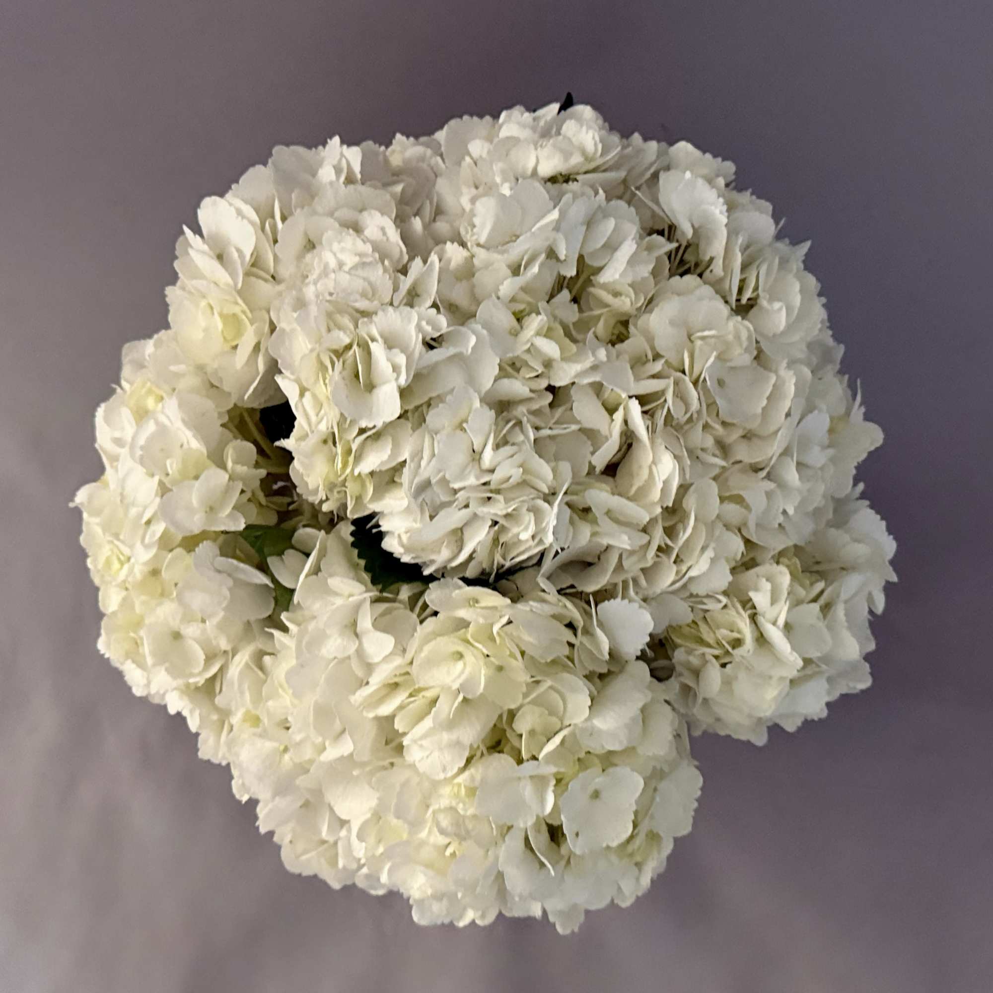 A dense, rounded bouquet of white hydrangeas forms a cloudlike mound that