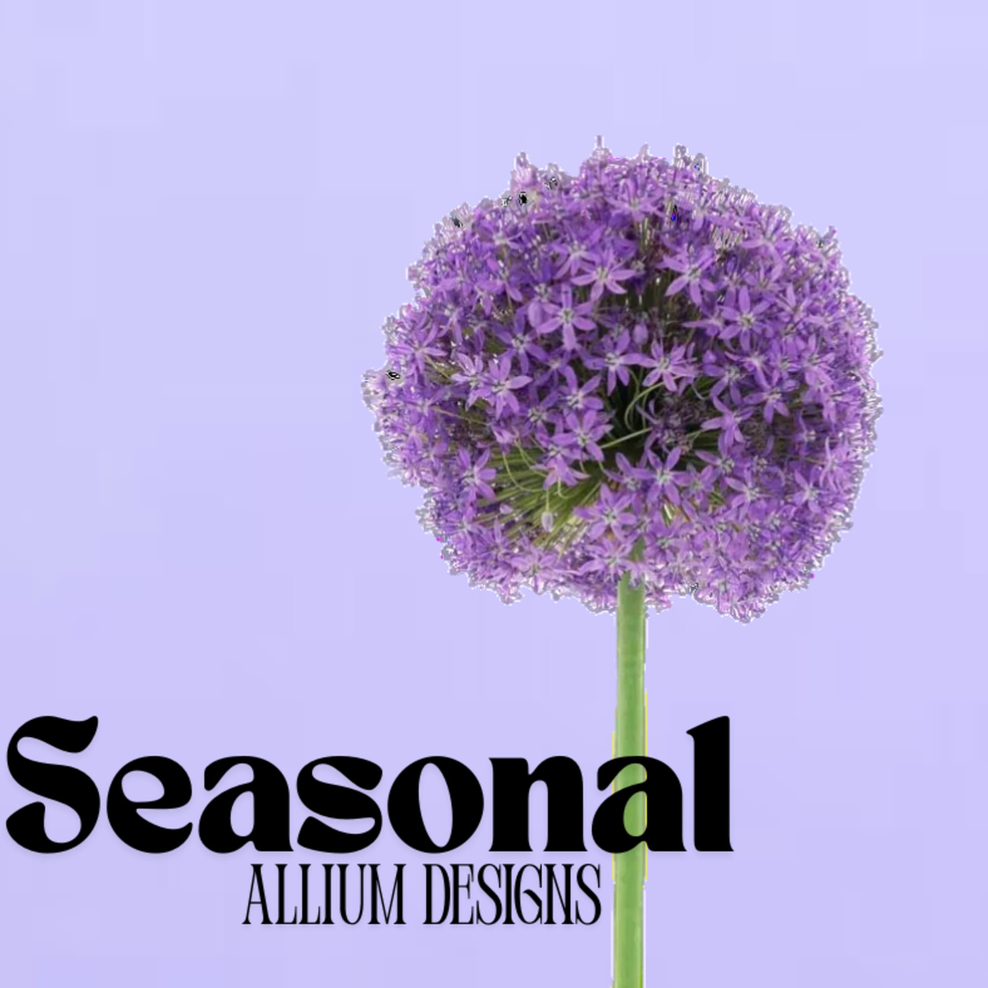 Purple allium flower head on a single stem against a lavender background