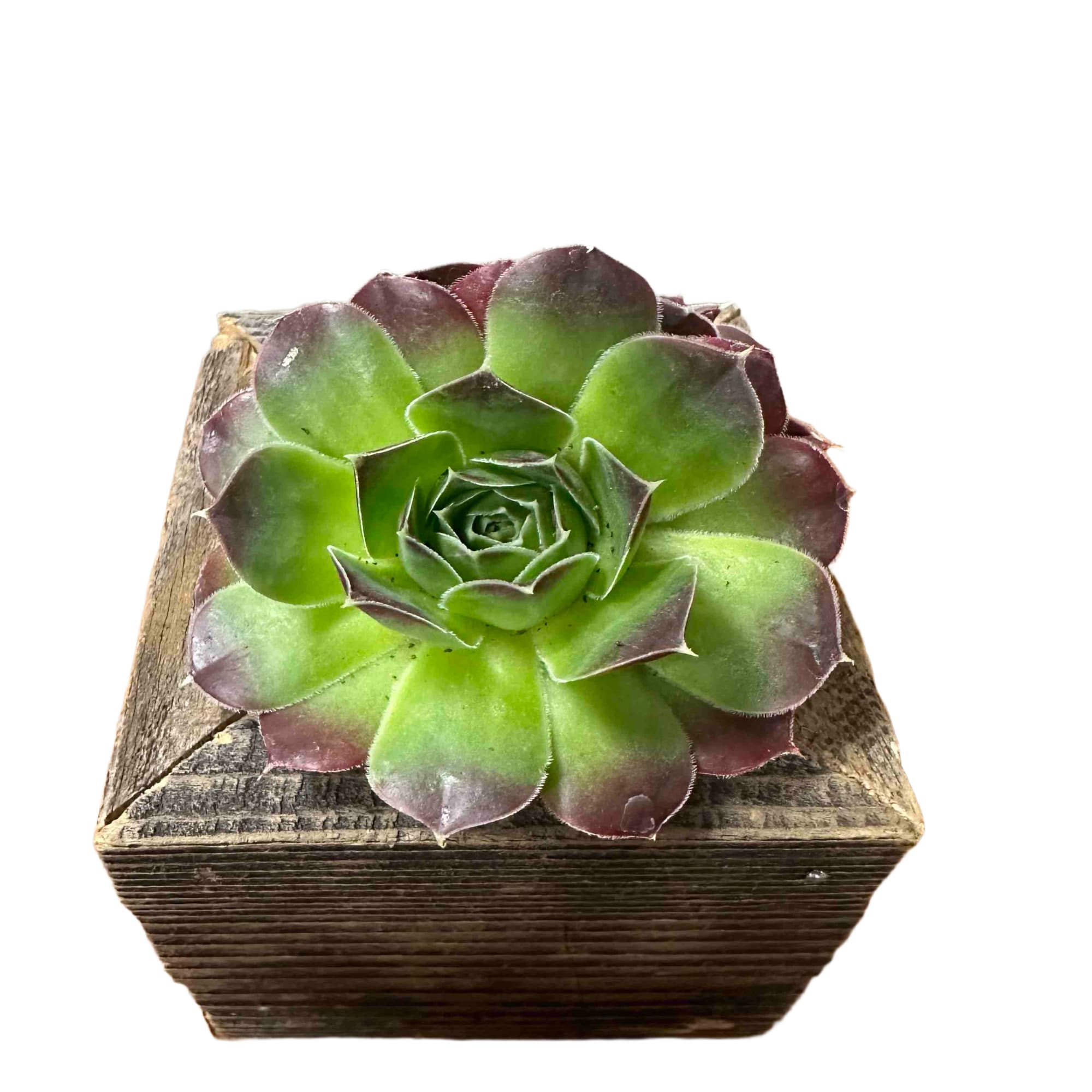 3"x3" box with a 2" succulent. Available succulents may vary.