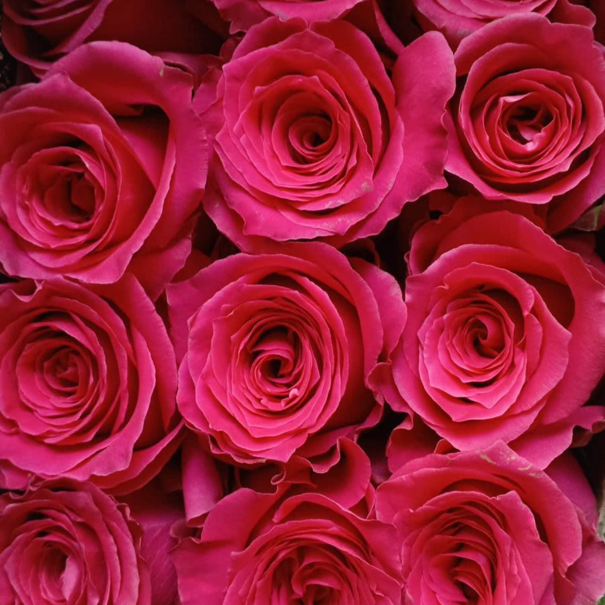A lush, tightly packed rose arrangement that reads like a garden in