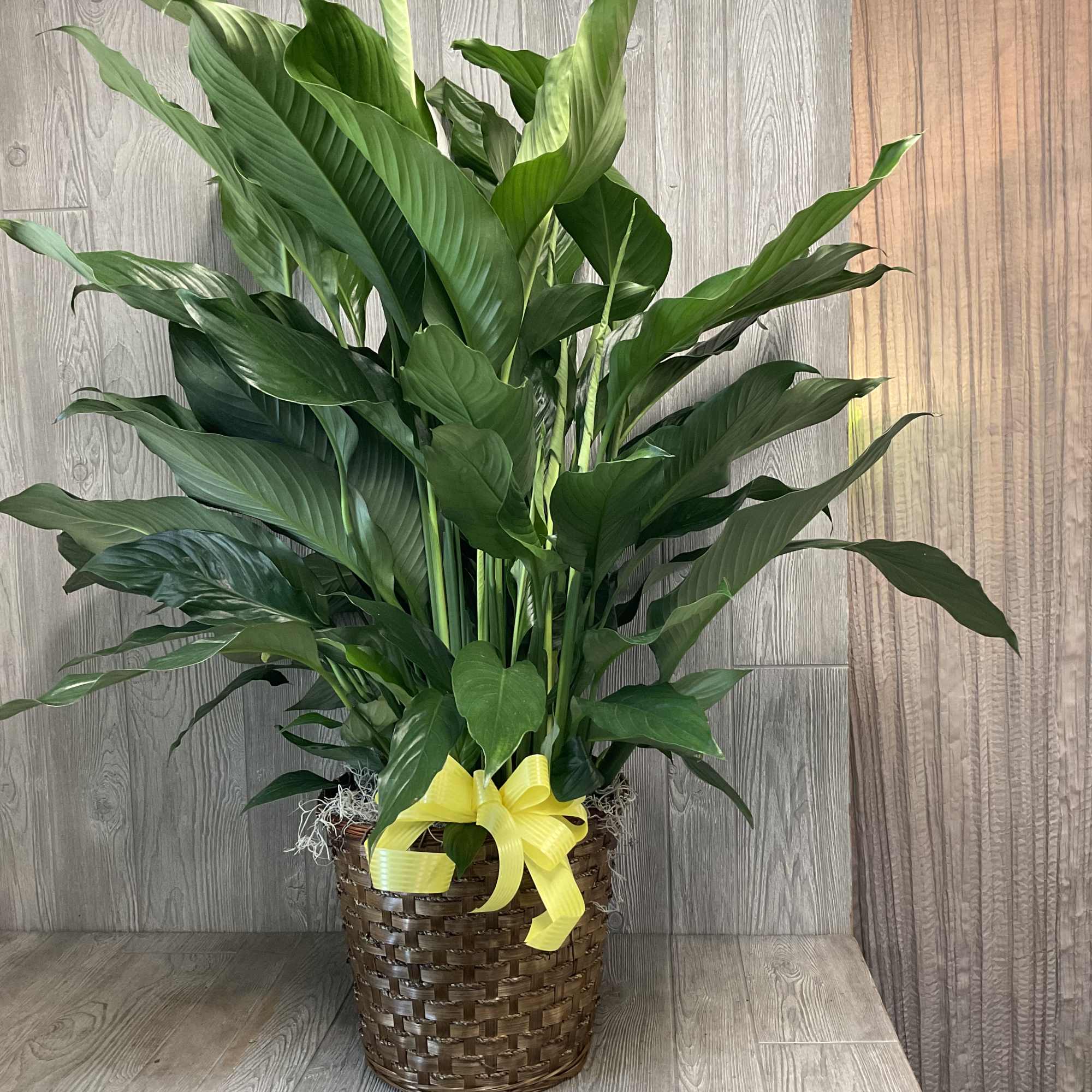 A lush peace lily in a woven basket brings calm and understated