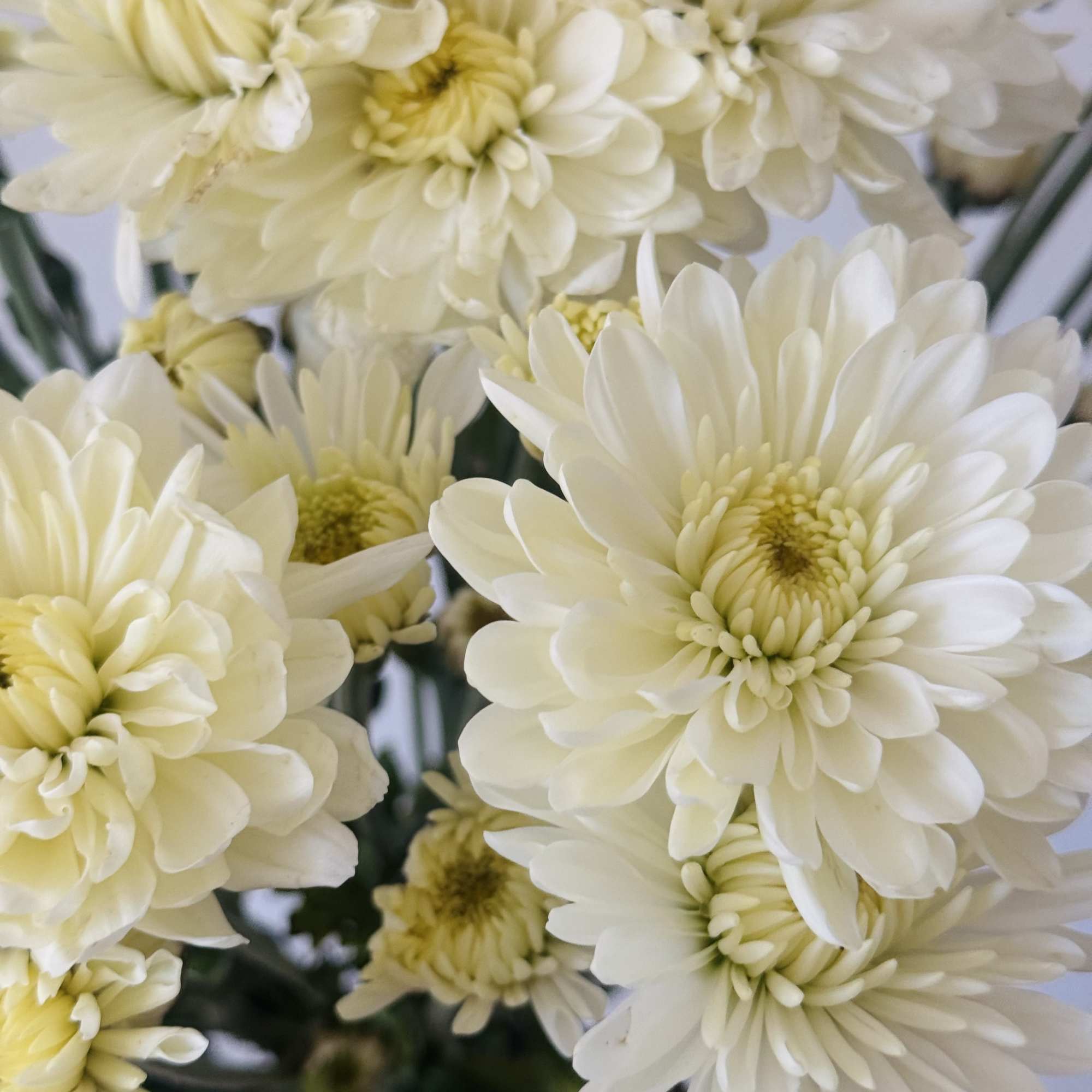 Inspired by European flower markets, our flower bunches are sold by the