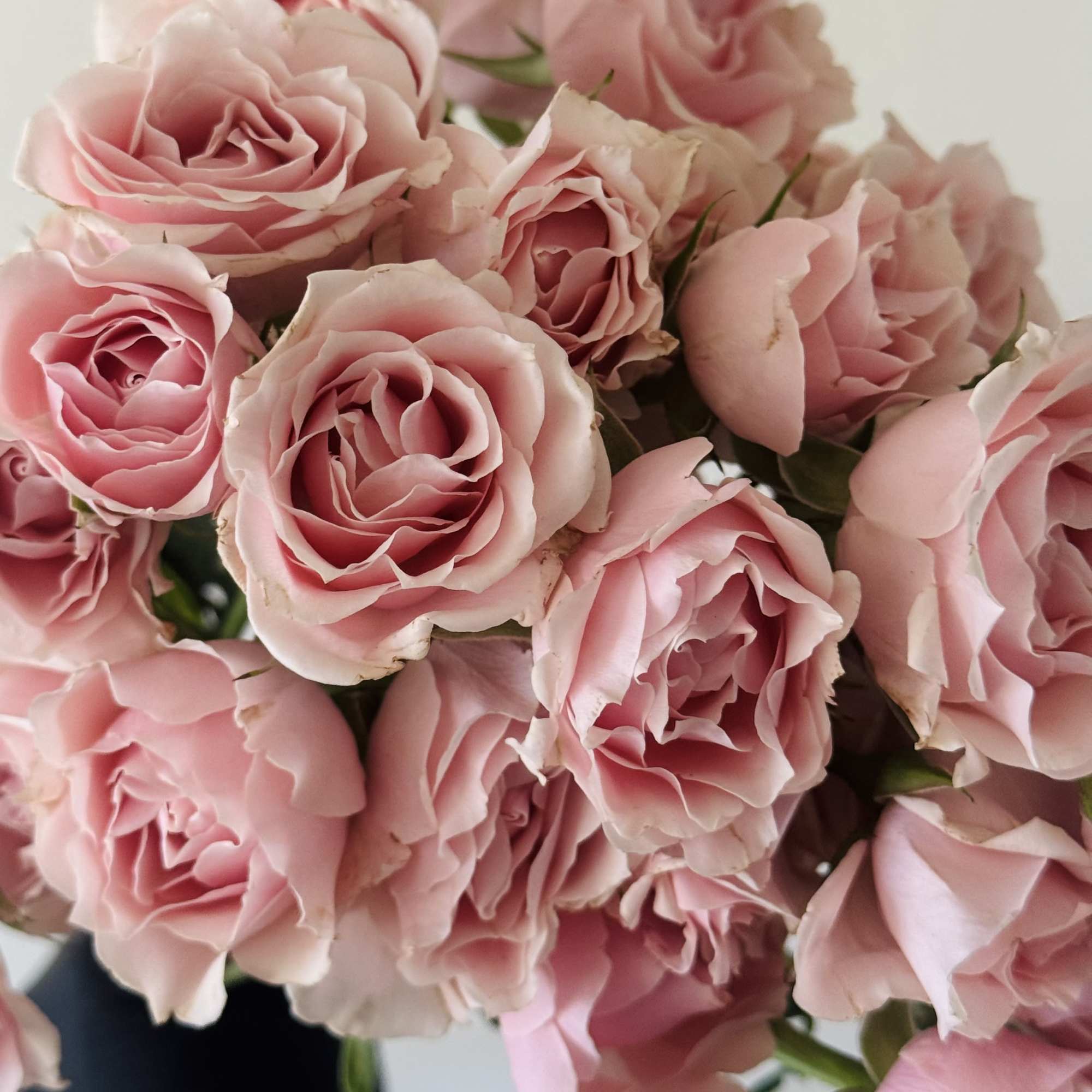 

A fresh bunch of charming spray roses wrapped in simple kraft paper