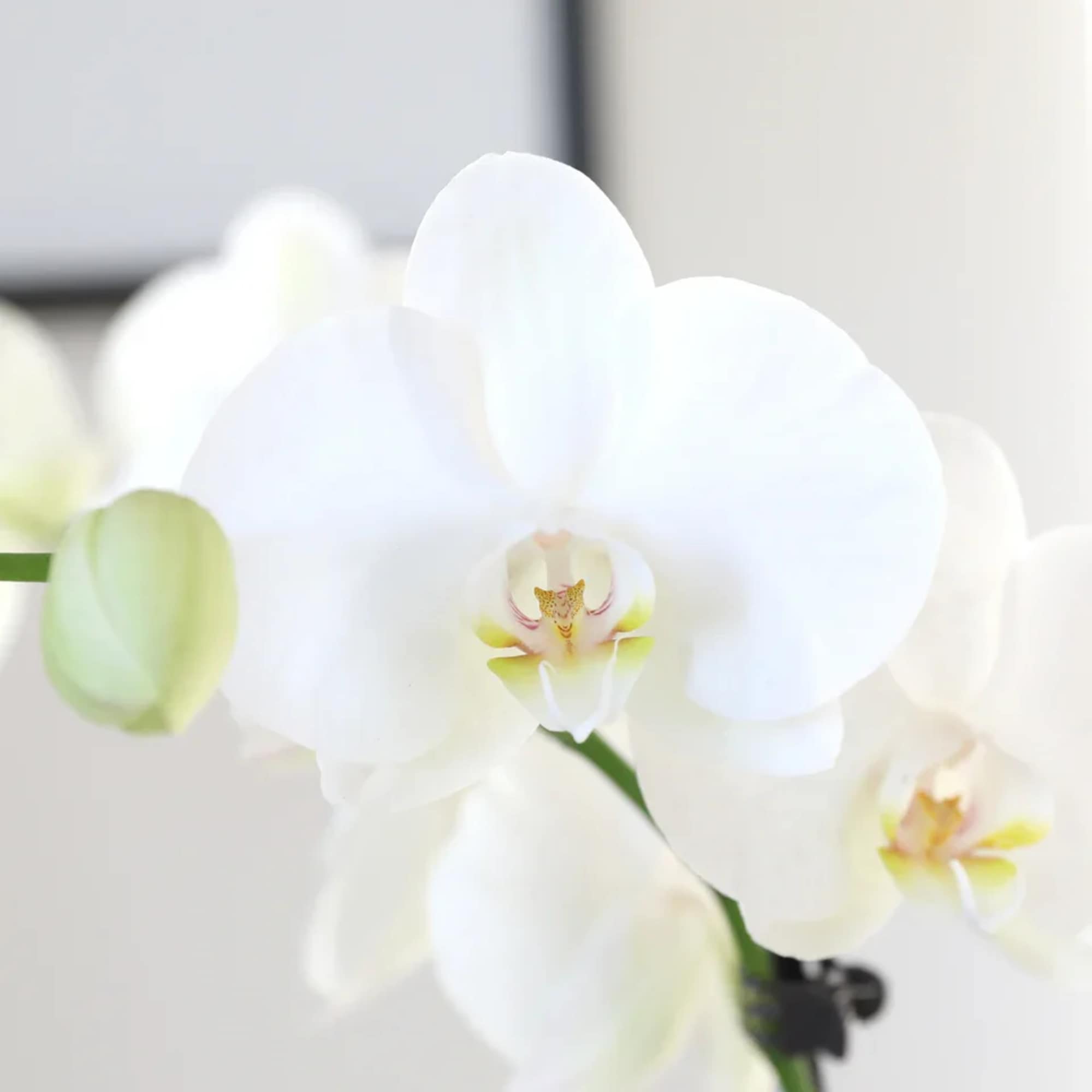 Elegant, timeless, and effortlessly beautiful, the White Phalaenopsis Orchid is a classic