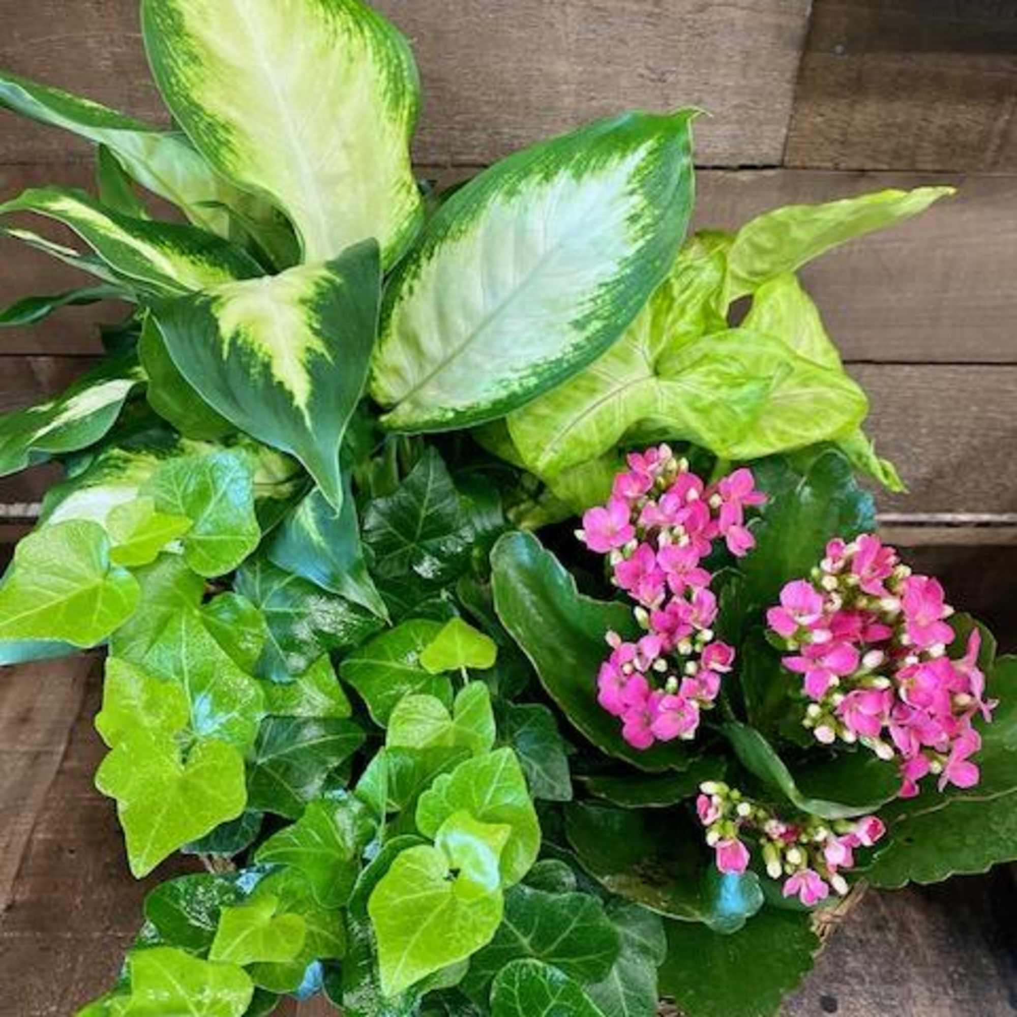 Potted arrangement of green foliage with small pink flowers