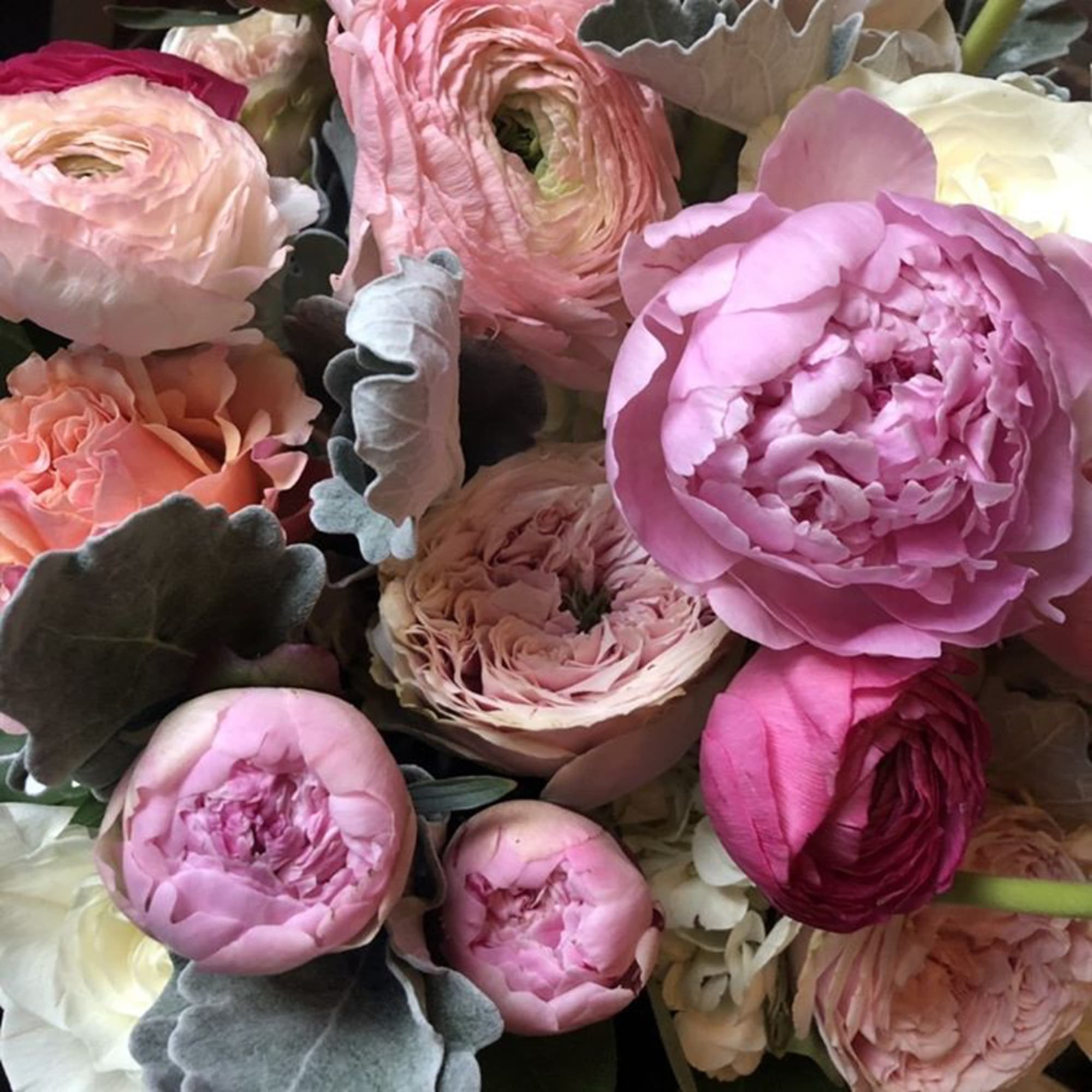 Pink and peach ranunculus bouquet with dusty miller foliage