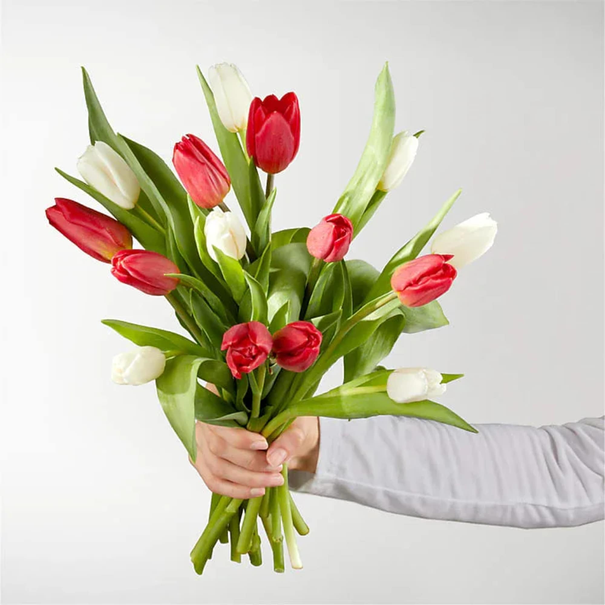  Pet Friendly?
No Tulips contain allergenic lactones which are toxic to household