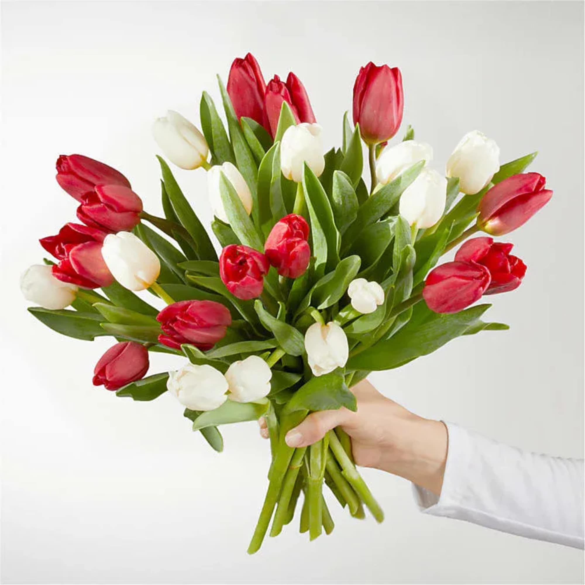  Pet Friendly?
No Tulips contain allergenic lactones which are toxic to household