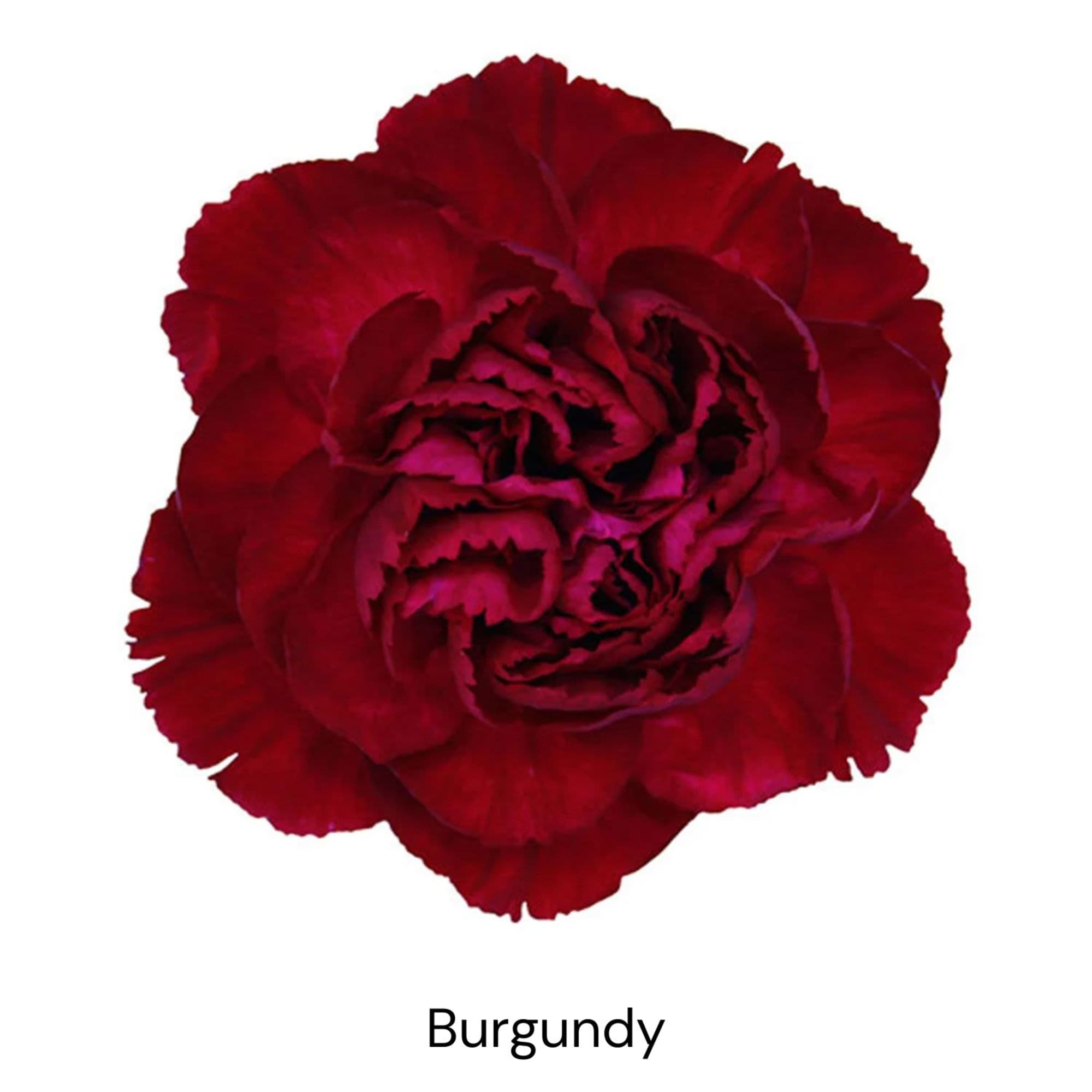Single burgundy carnation bloom on a white background