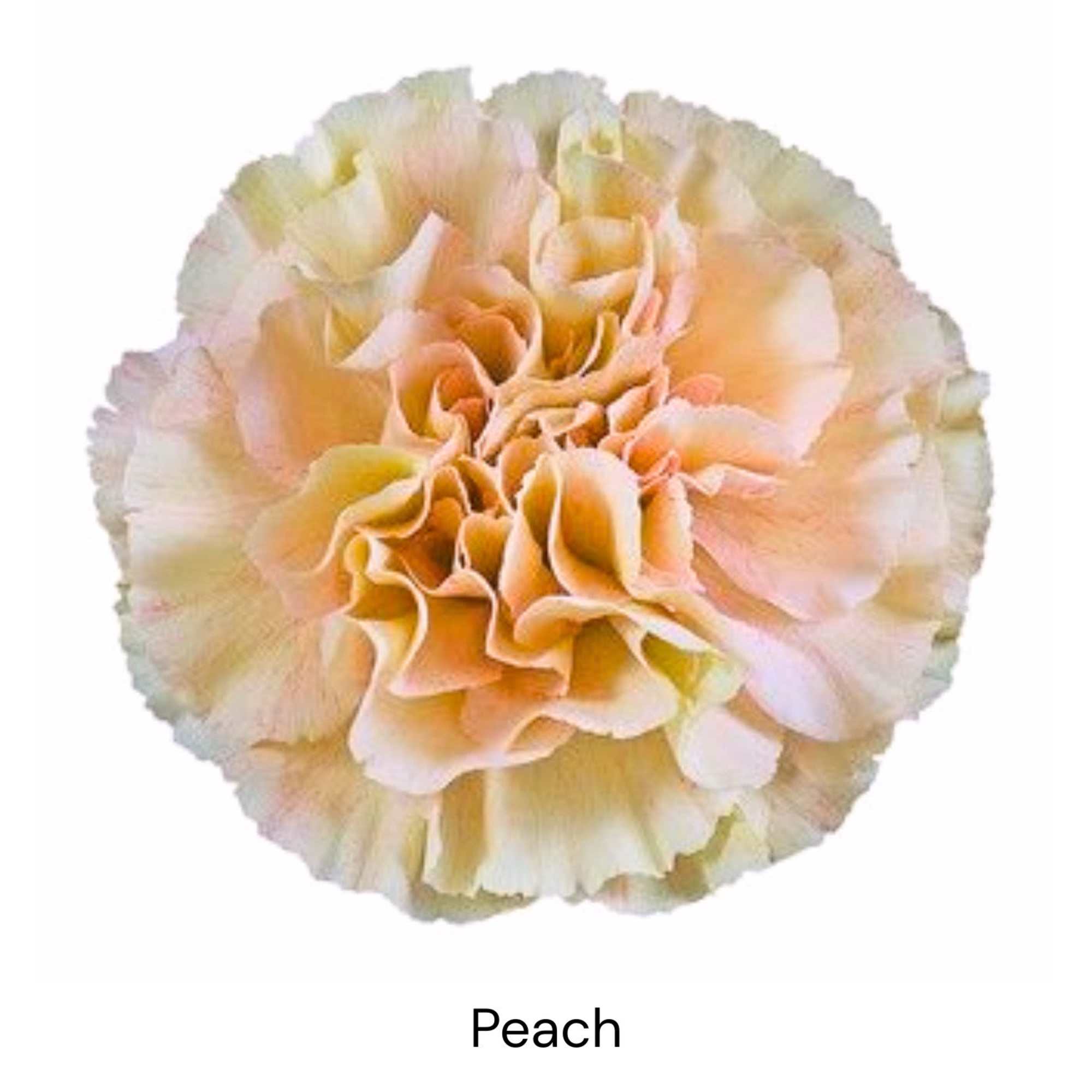 Peach carnation bloom on a white background