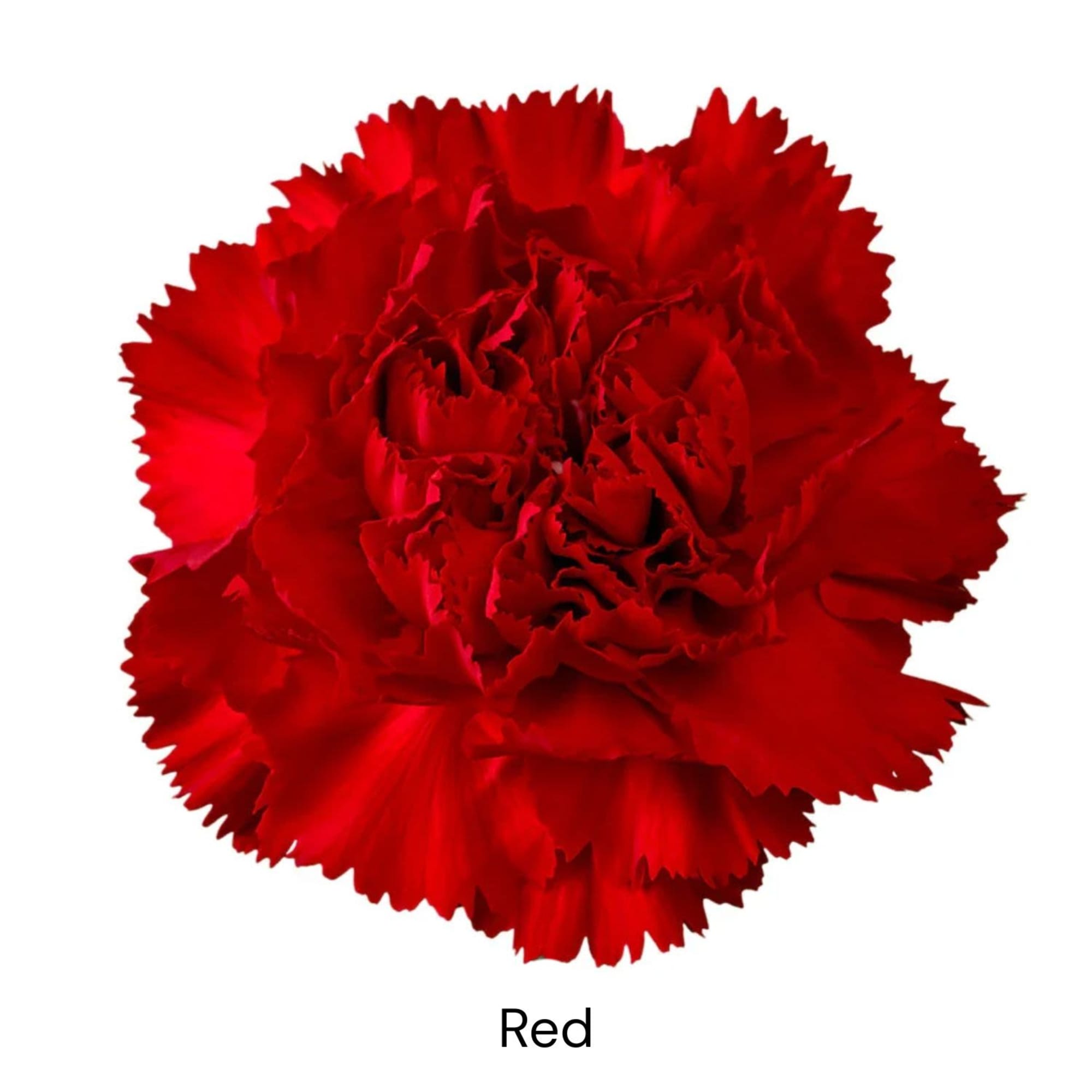 Single red carnation bloom on a white background